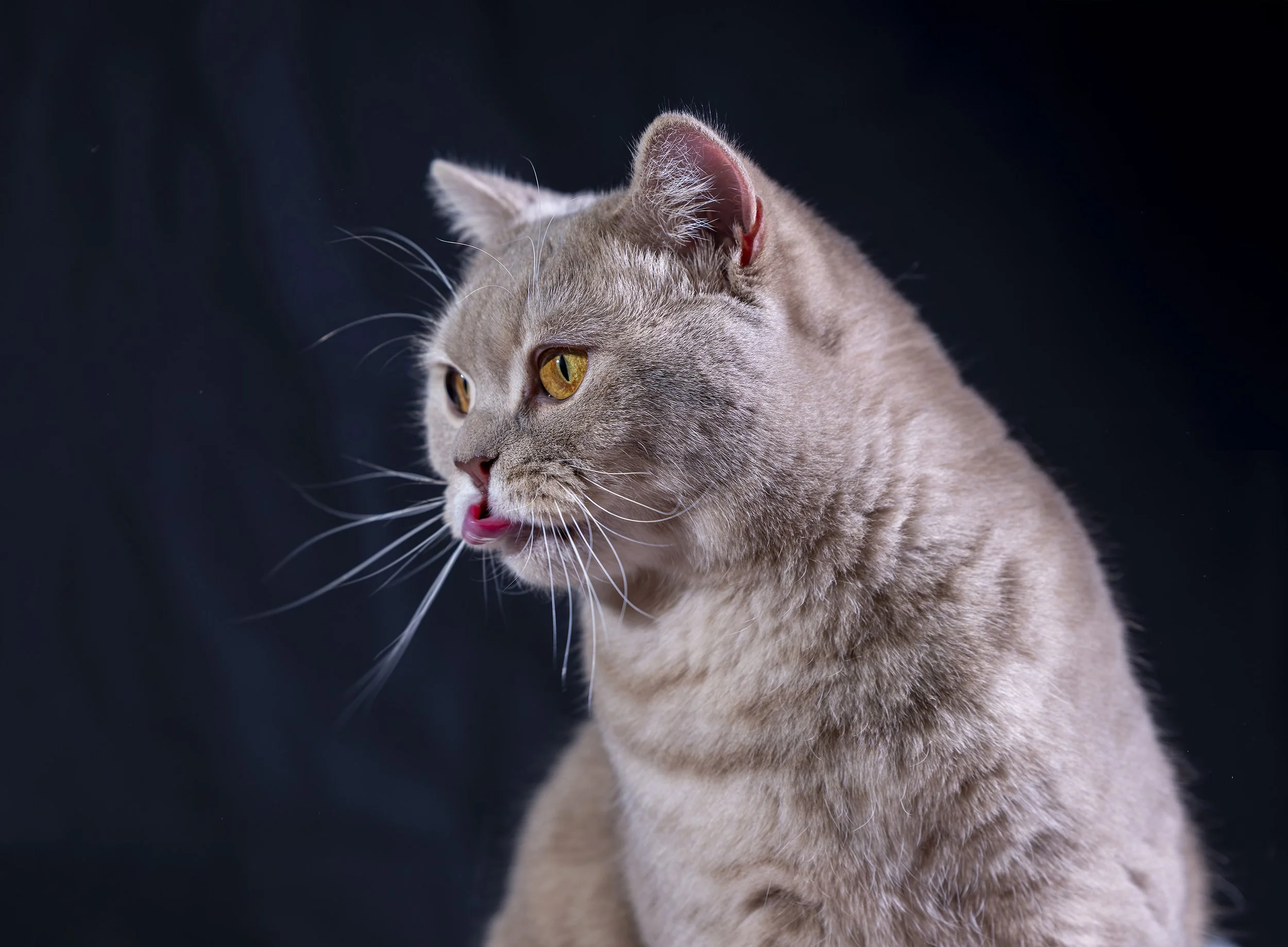 TED's event, cat with its tongue out during an indoor portrait session