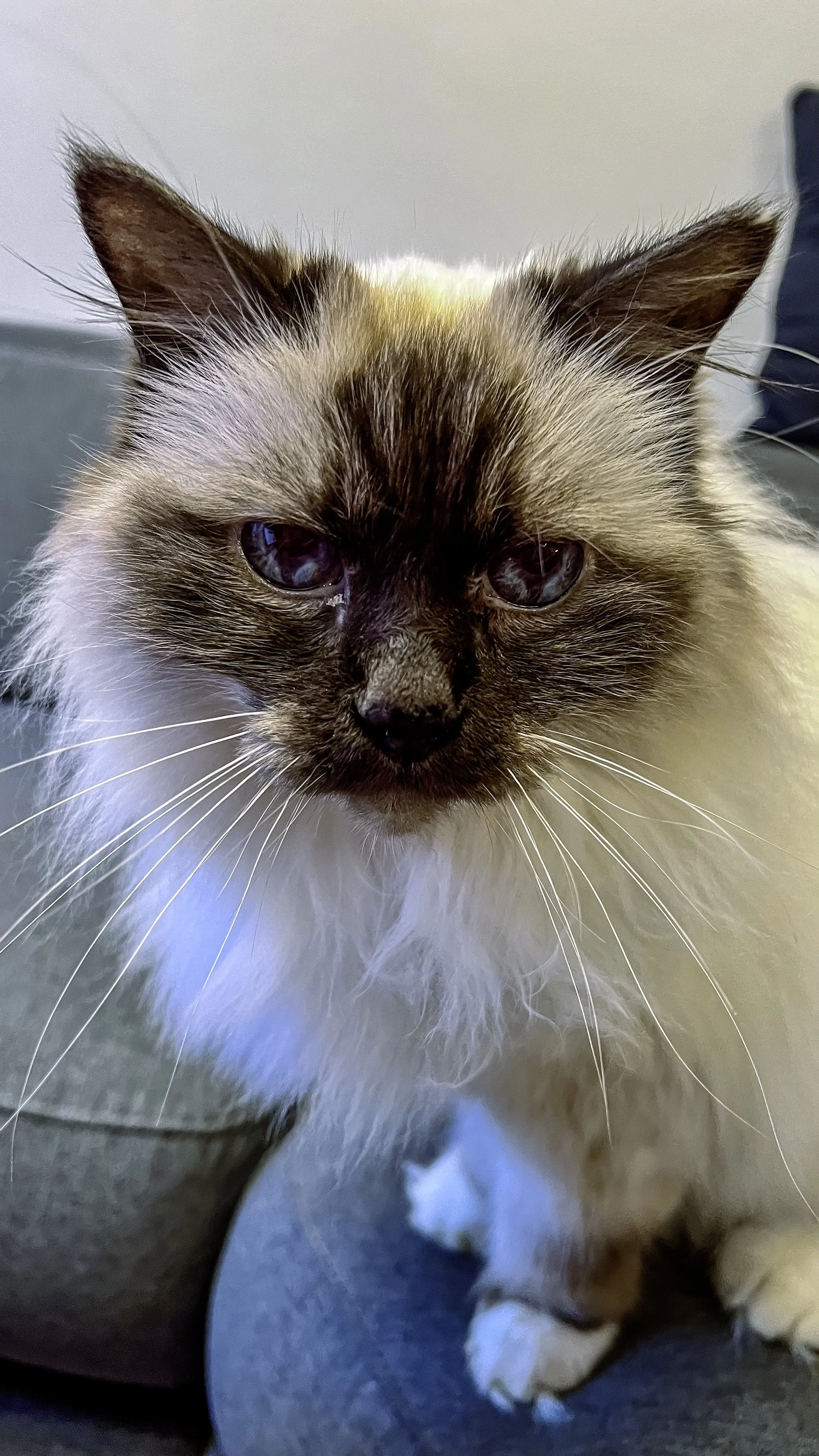 A fluffy Birman cat Darcy posing to the phone.
