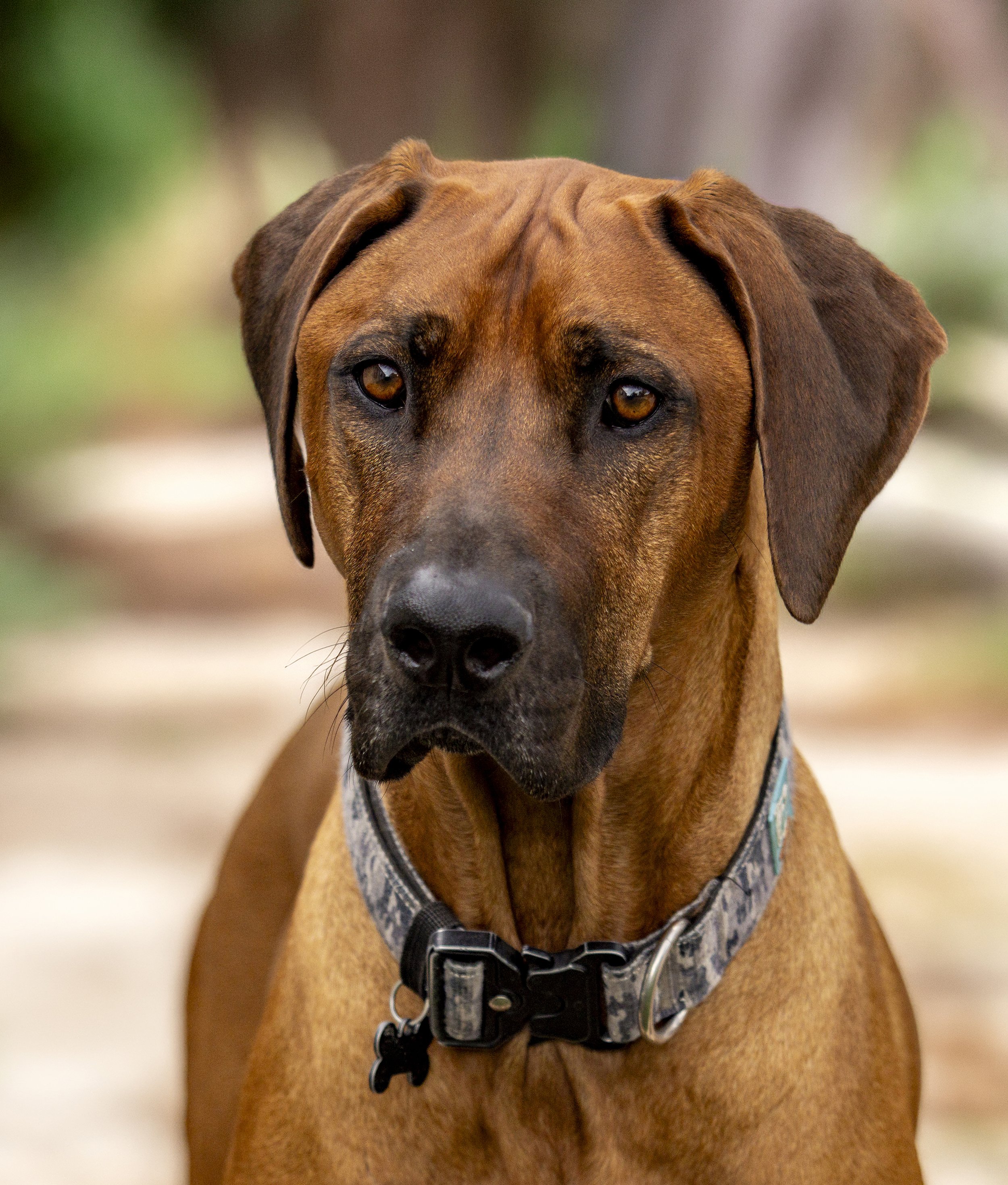 Serious mature Rhodesian ridgeback looks to the camera
