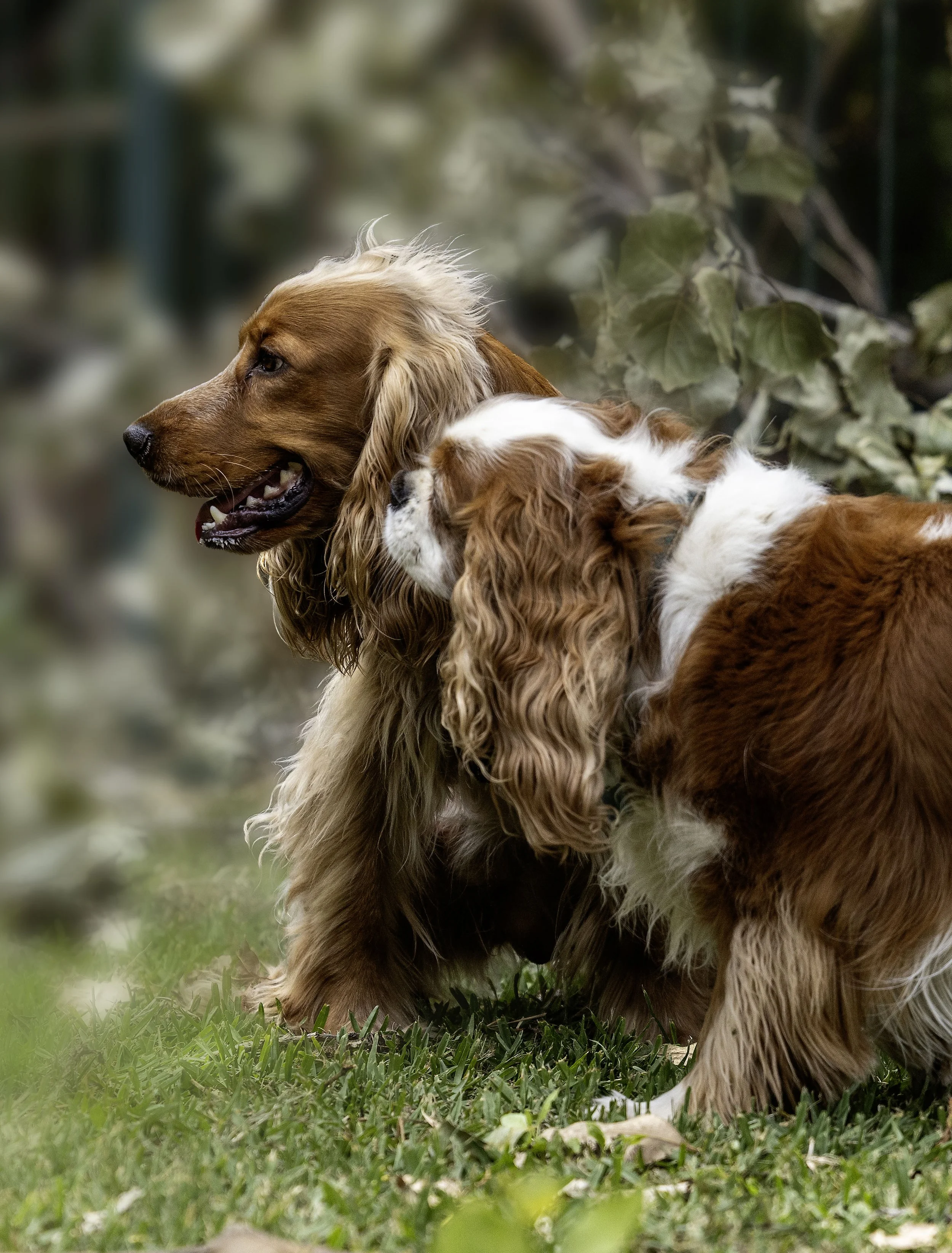 Two dogs enjoying a relaxed photography session together at a dog park in North Sydney