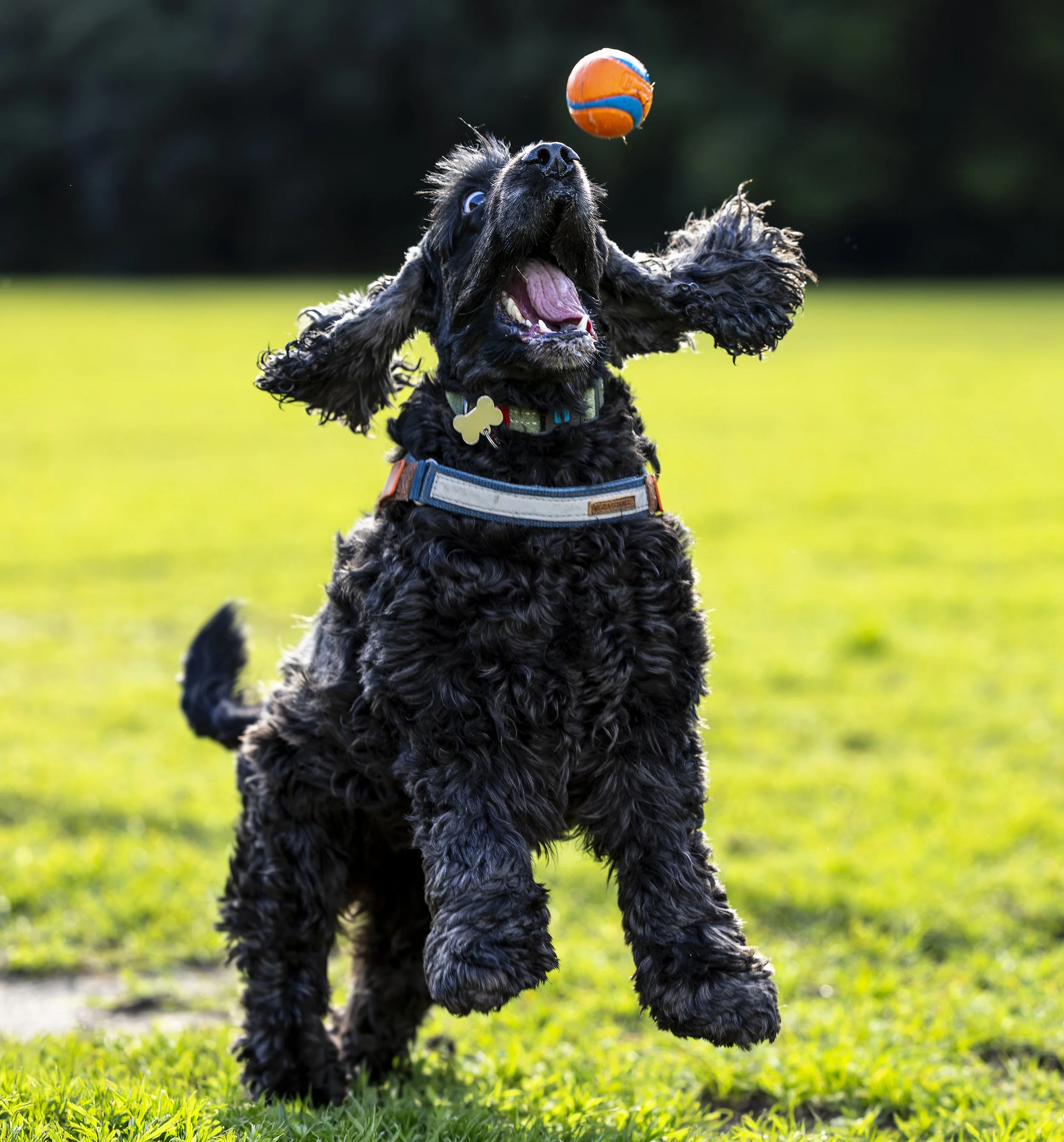Black Cocker Spaniel Luna catching a ball in the park