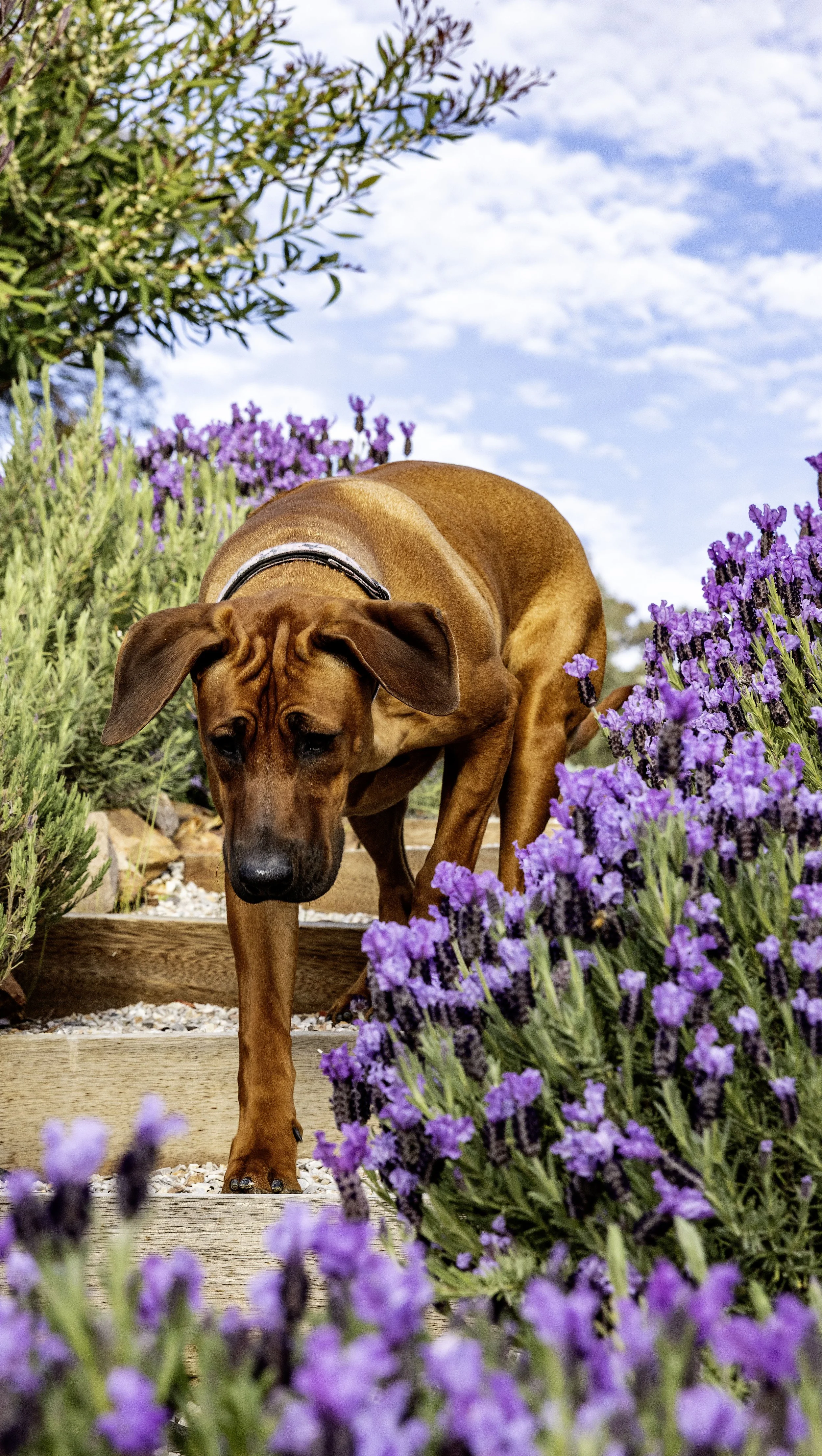Beautiful Rhodesian Ridgeback puppy exploring lavender in a natural outdoor setting