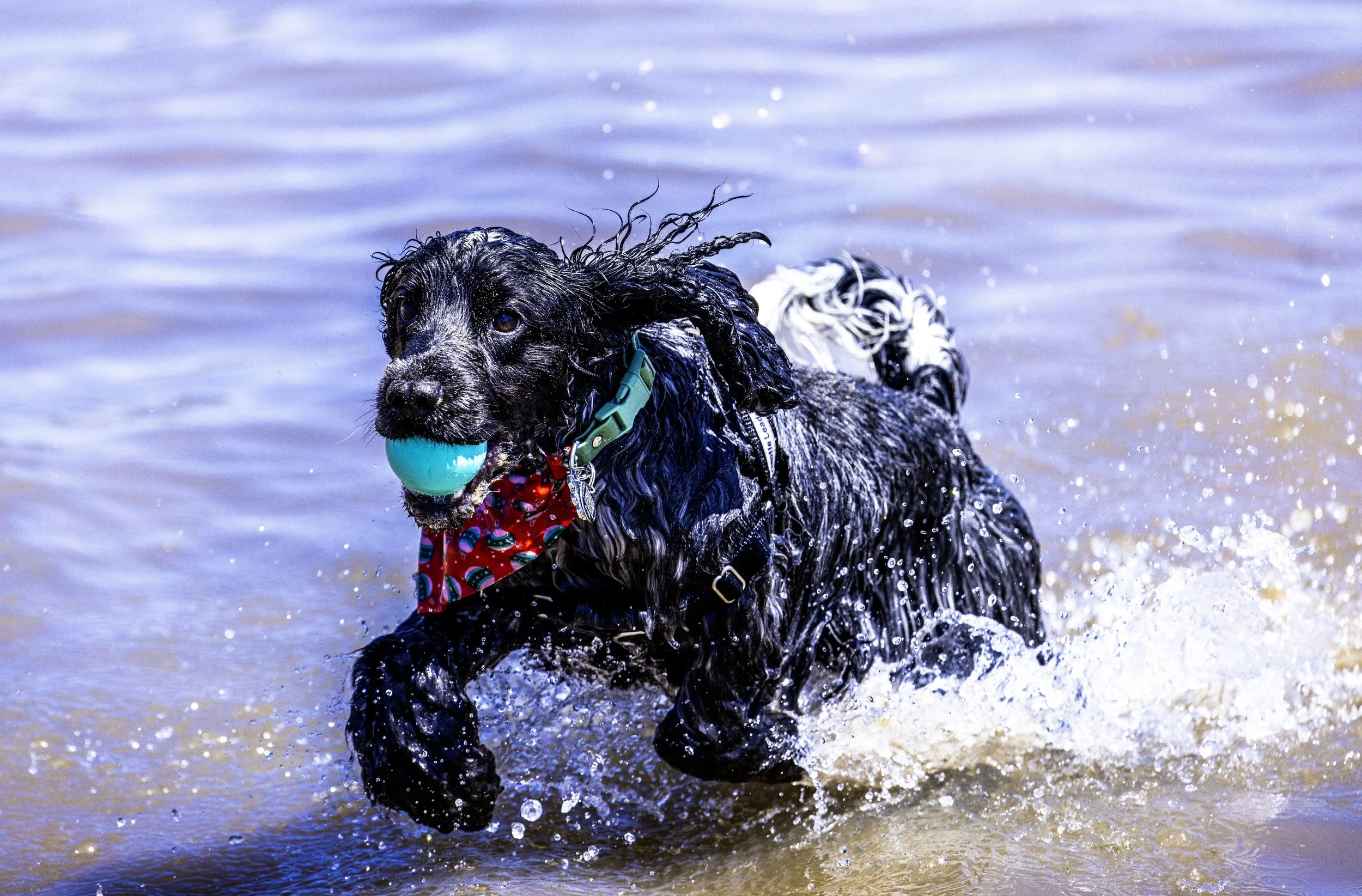 Happy cocker spaniel enjoying a beach play session in Sydney