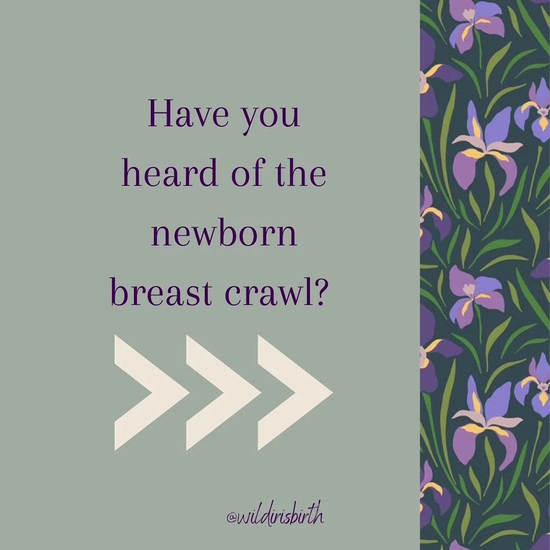 #breastcrawl #newbornreflexes #alaskabirth #physiologicalbirth