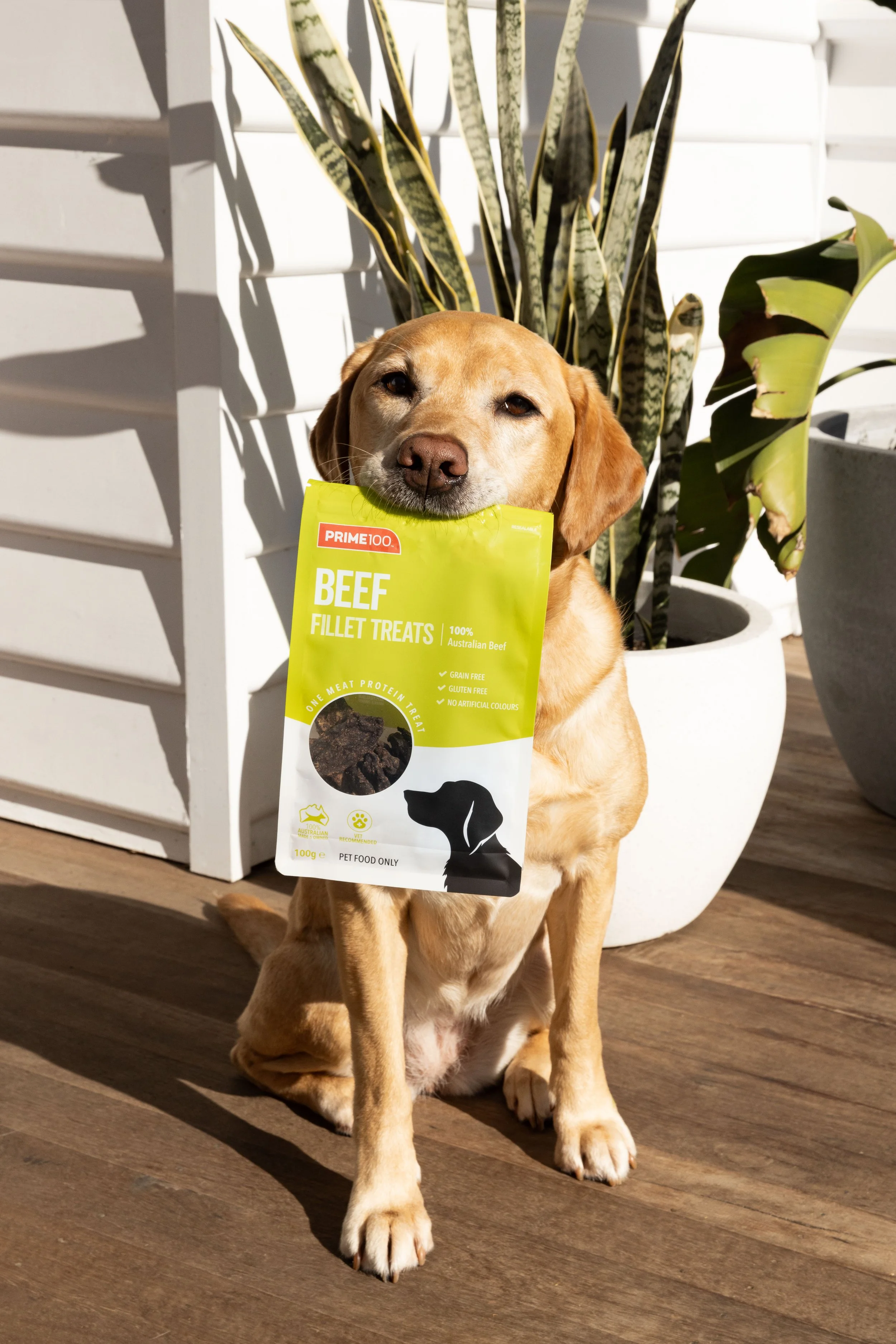 A golden retriever dog sitting on a wooden porch holding a packet of Prime100 beef pet treats in its mouth. There are large green potted plants in the background, and white siding on the house wall.