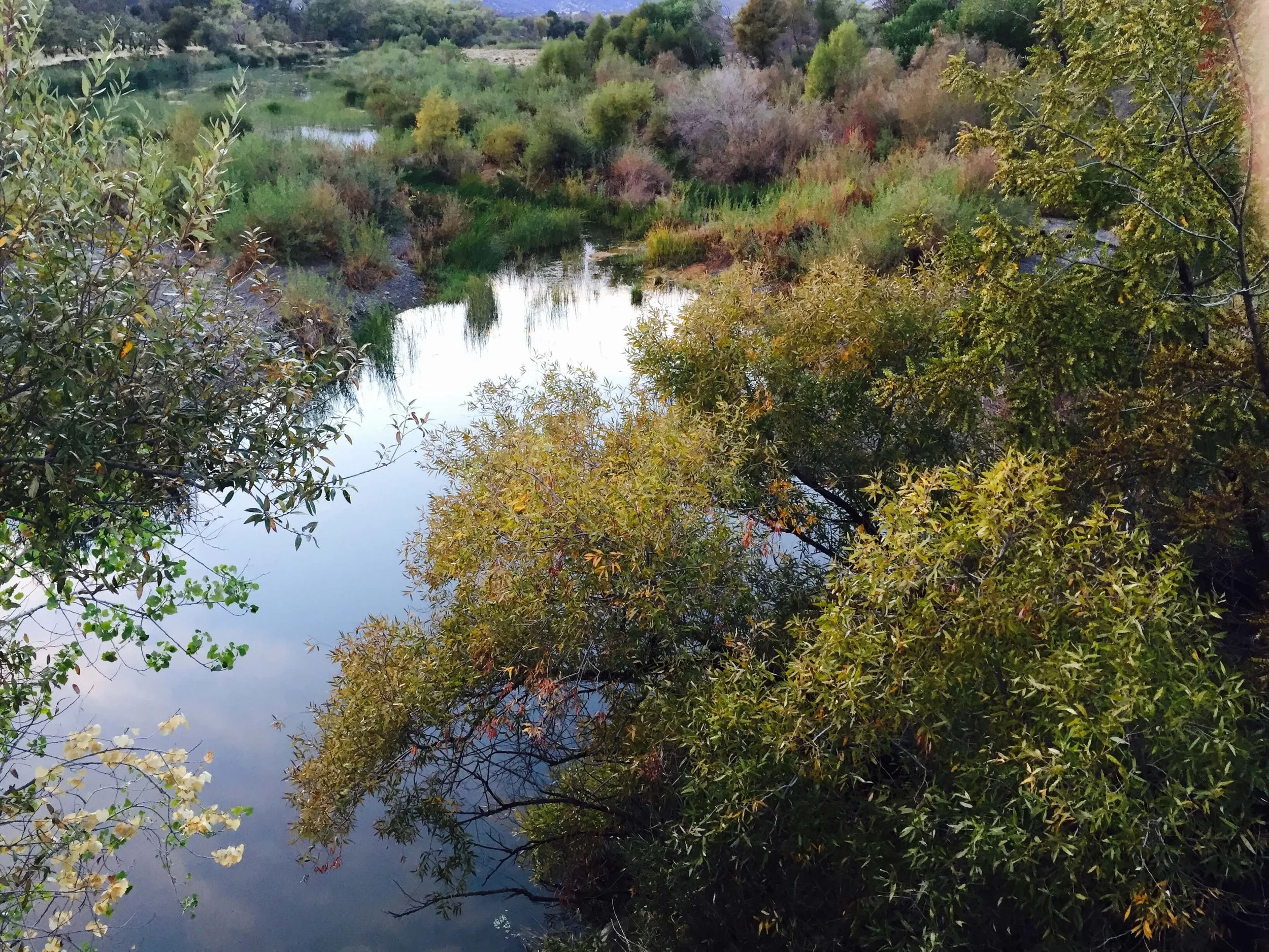 A peaceful river flowing through a green landscape with trees and shrubs on both banks.