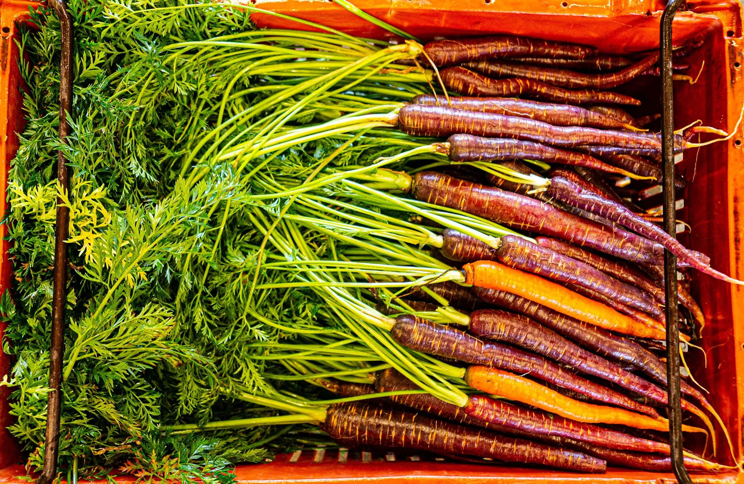 Fresh multicolored carrots with green tops in a market basket.