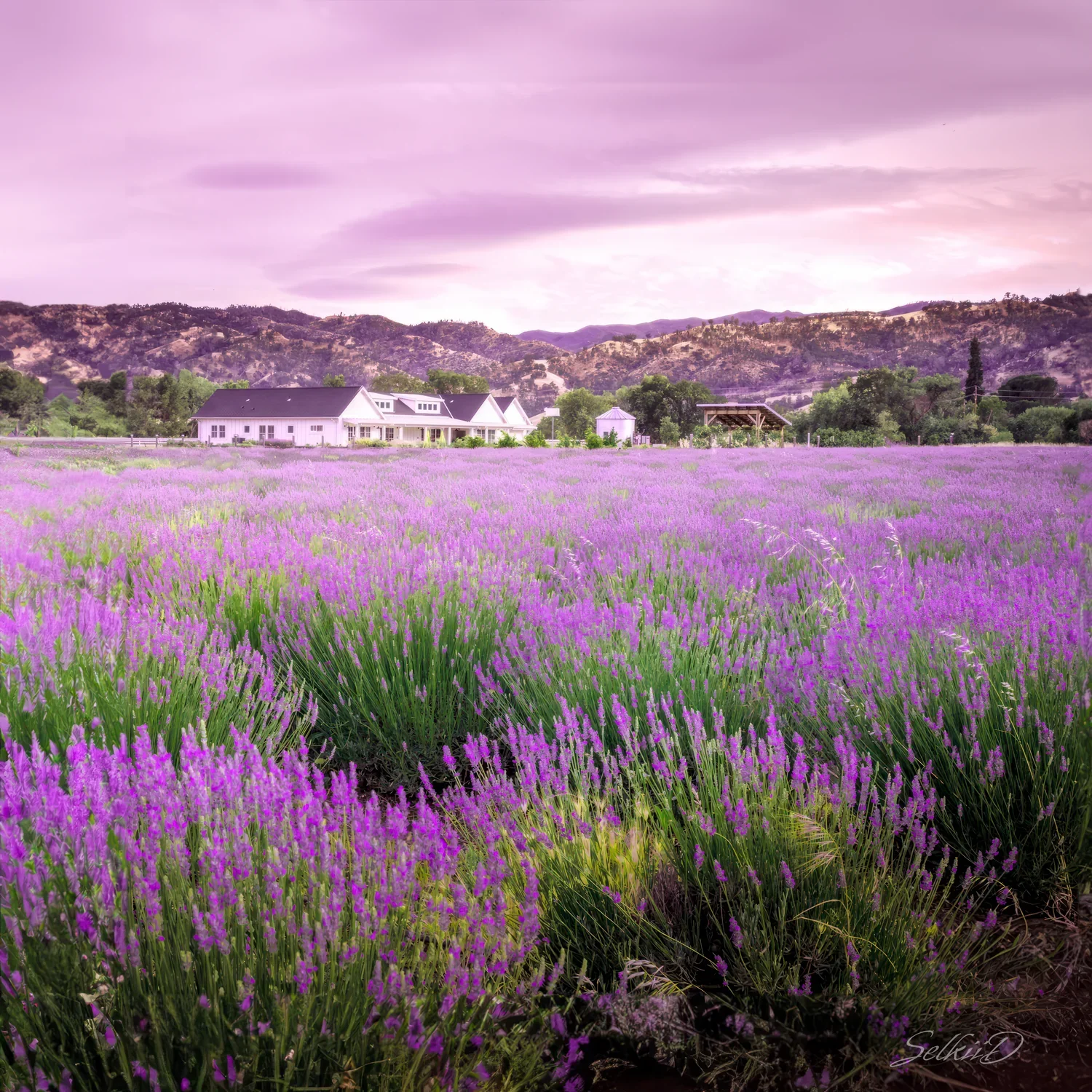 Lavender field in bloom with white farm buildings and mountains in the background under a purple sky.