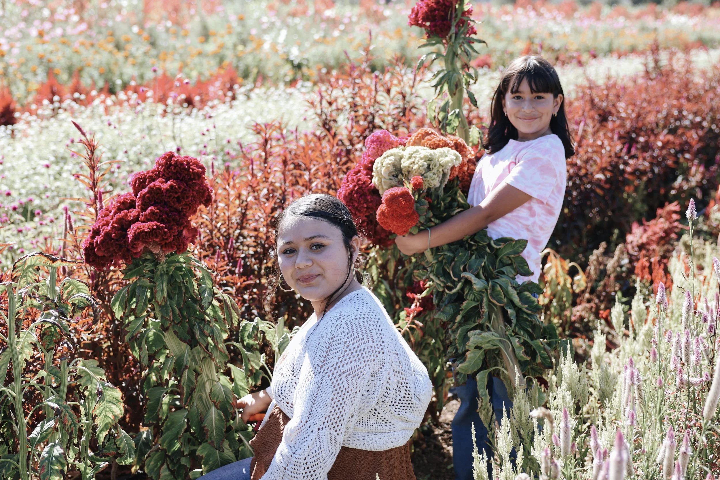 Two girls picking flowers in a colorful flower field, one holding a bunch of multicolored cockscomb flowers, surrounded by vibrant red, white, and pink flowers on a sunny day.