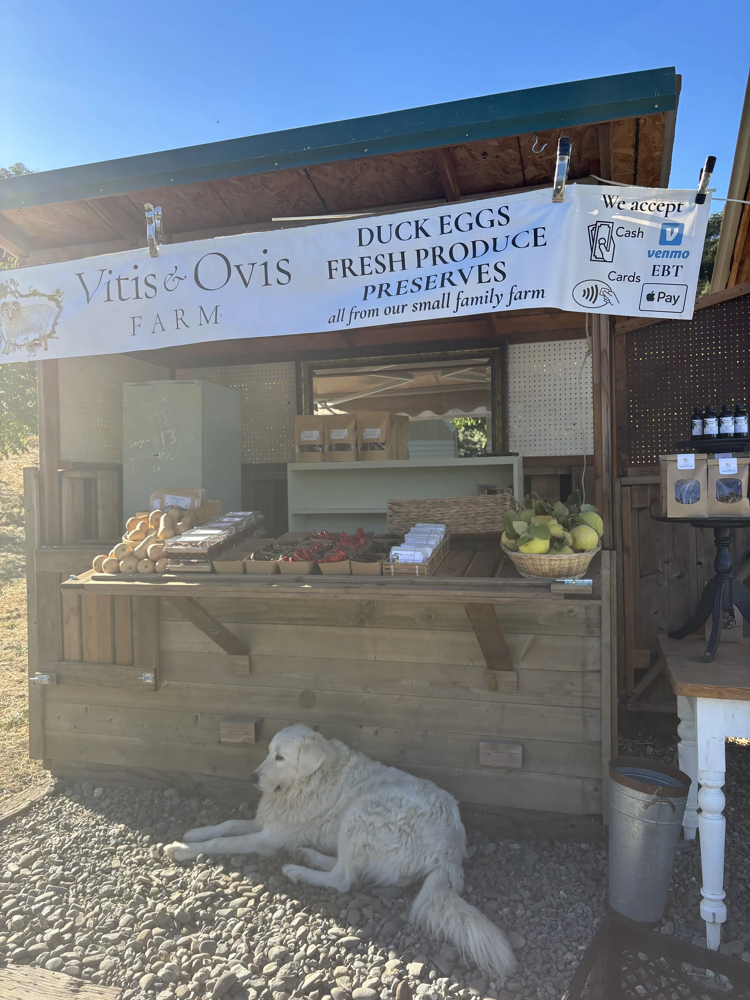 Farm stand with a variety of fresh produce including duck eggs, strawberries, and pears, under a sign for Vitis & Ovis farm, with a dog lying on the gravel in front of the stand.