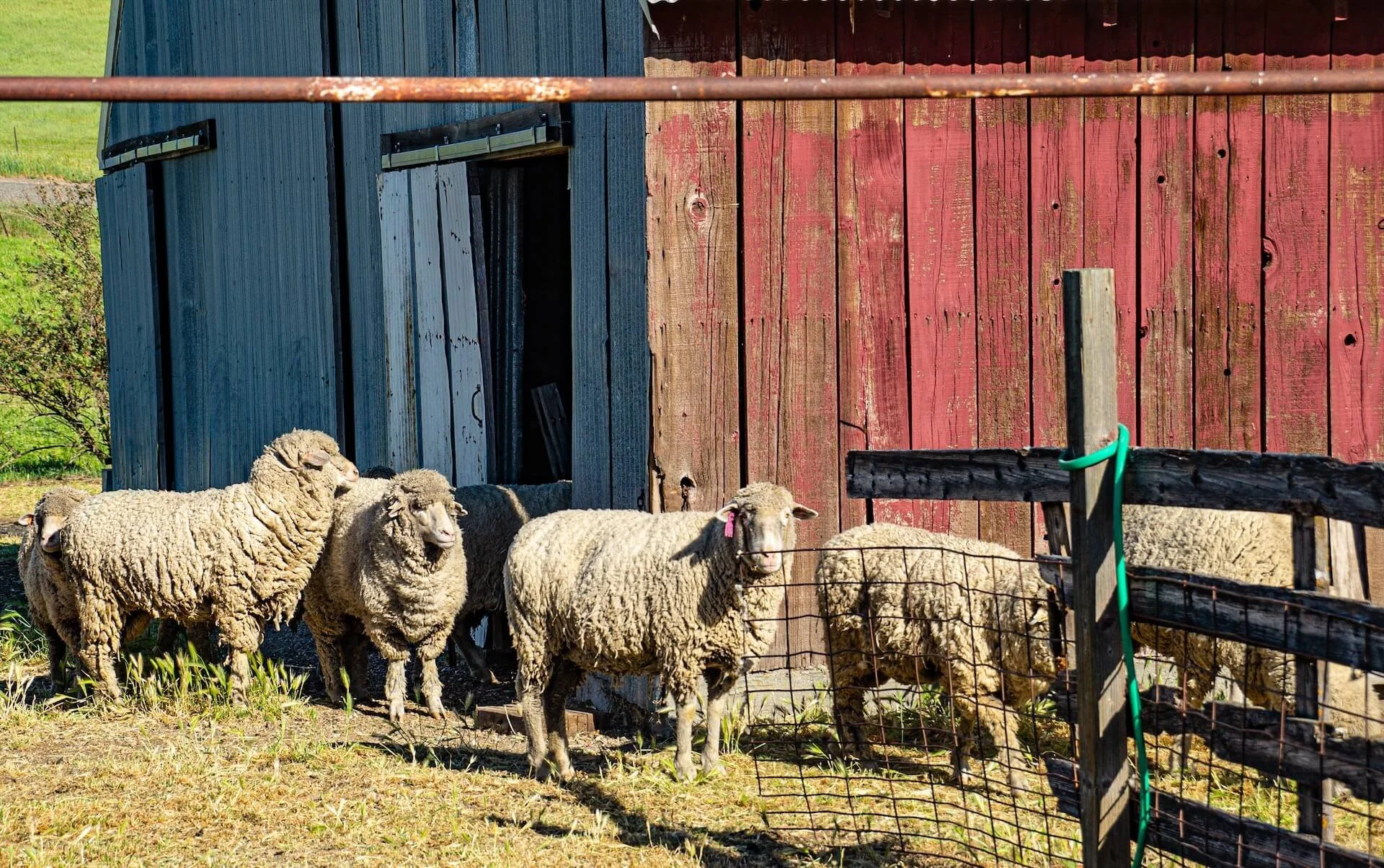 A group of sheep near a rustic barn with blue and red wooden siding, surrounded by a wire fence, on a sunny day.
