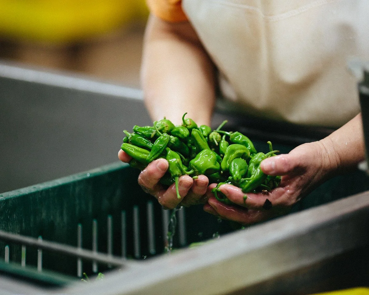 Hands washing green chili peppers in a sink.