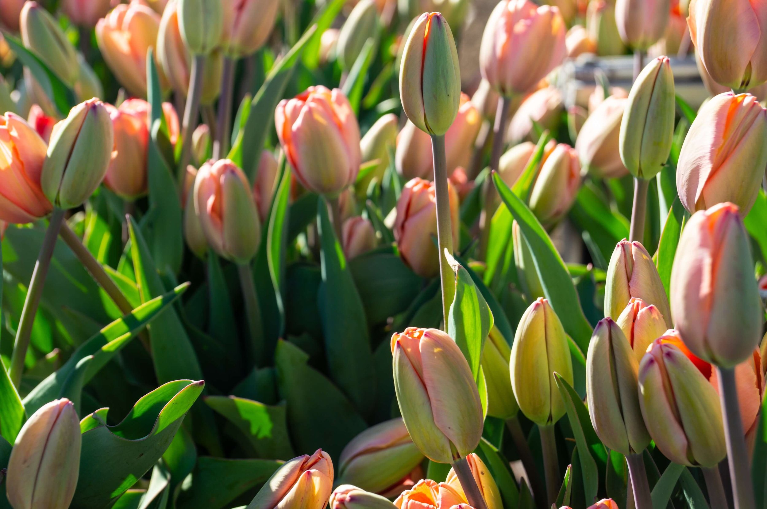 Close-up of light pink tulips with green leaves in sunlight