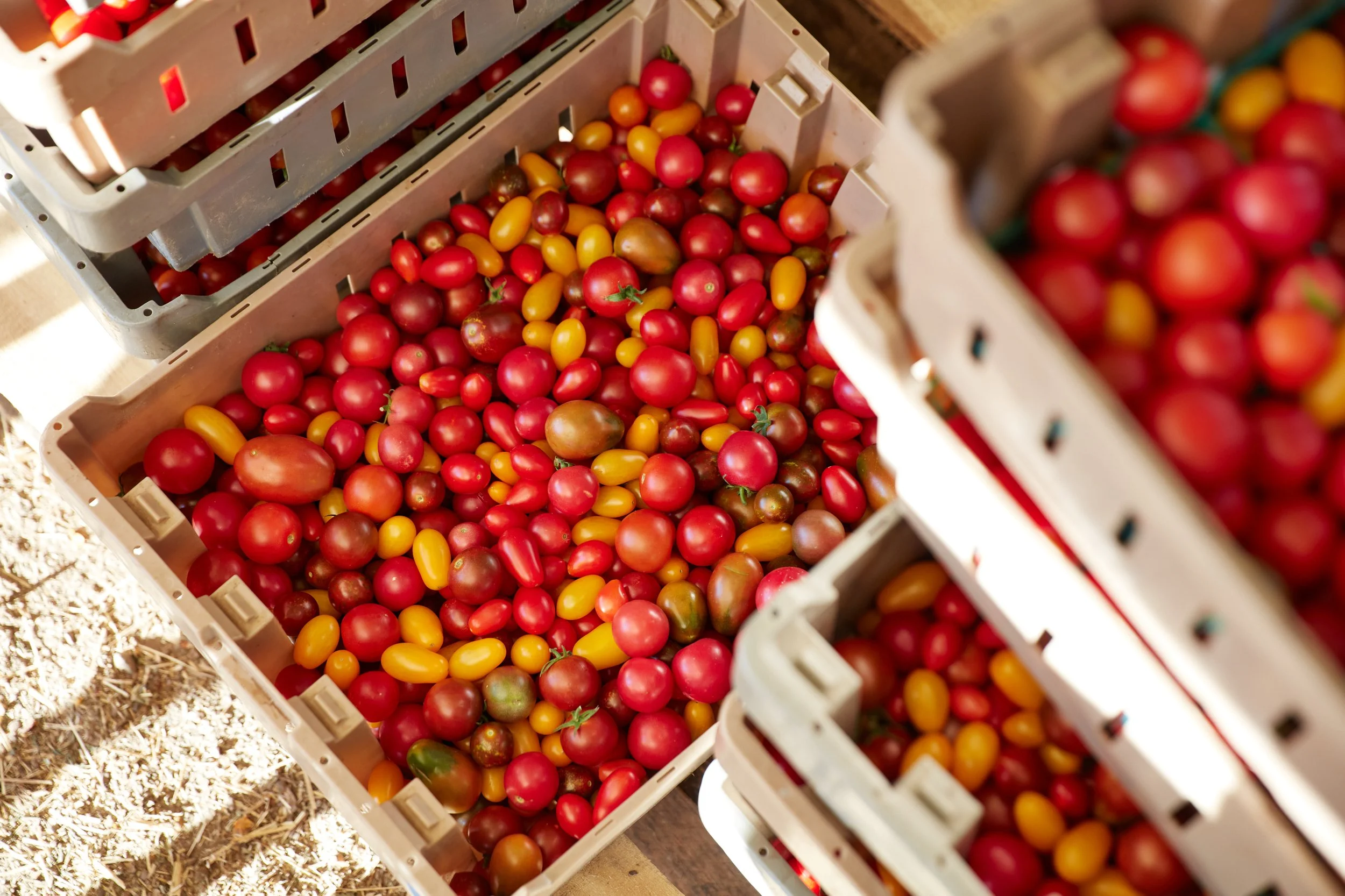 Baskets filled with freshly picked cherry tomatoes in various colors including red, yellow, orange, and some green, outdoors on a sunny day.