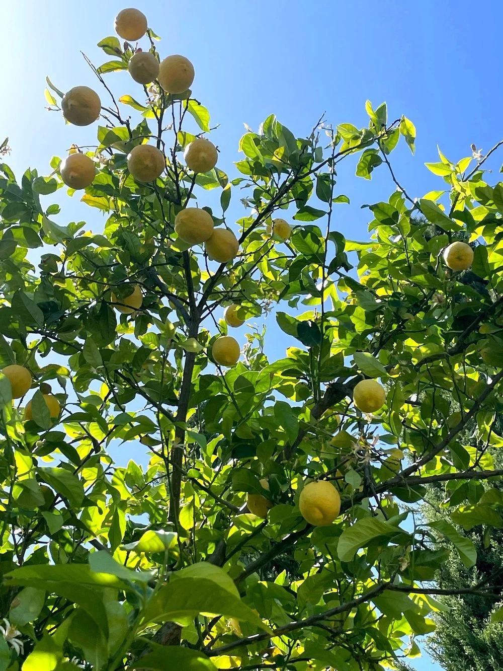 Lemon tree with ripe yellow lemons against a blue sky.