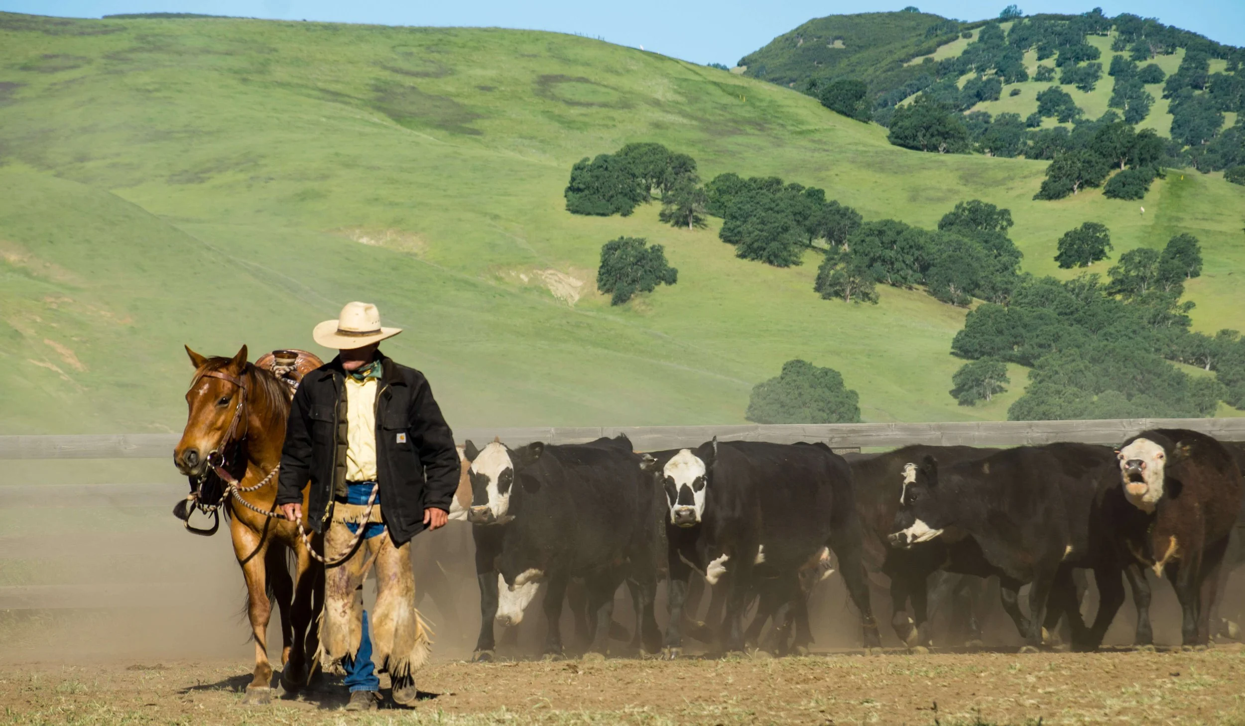 A cowboy leading a horse with several cattle behind a wooden fence on a green hillside.