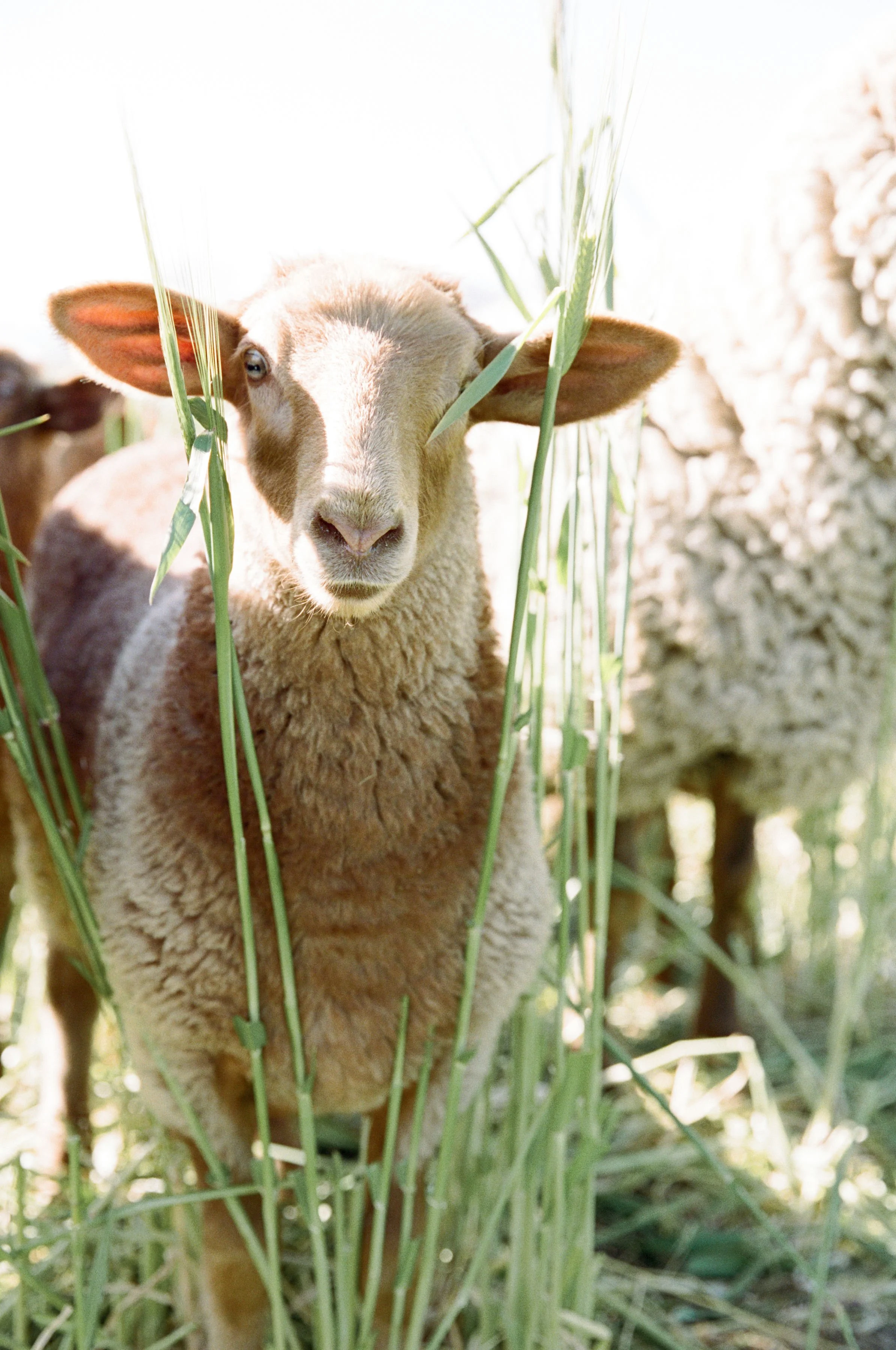 Close-up of a sheep with brown wool and a white face, looking through tall green grass in a bright outdoor setting.