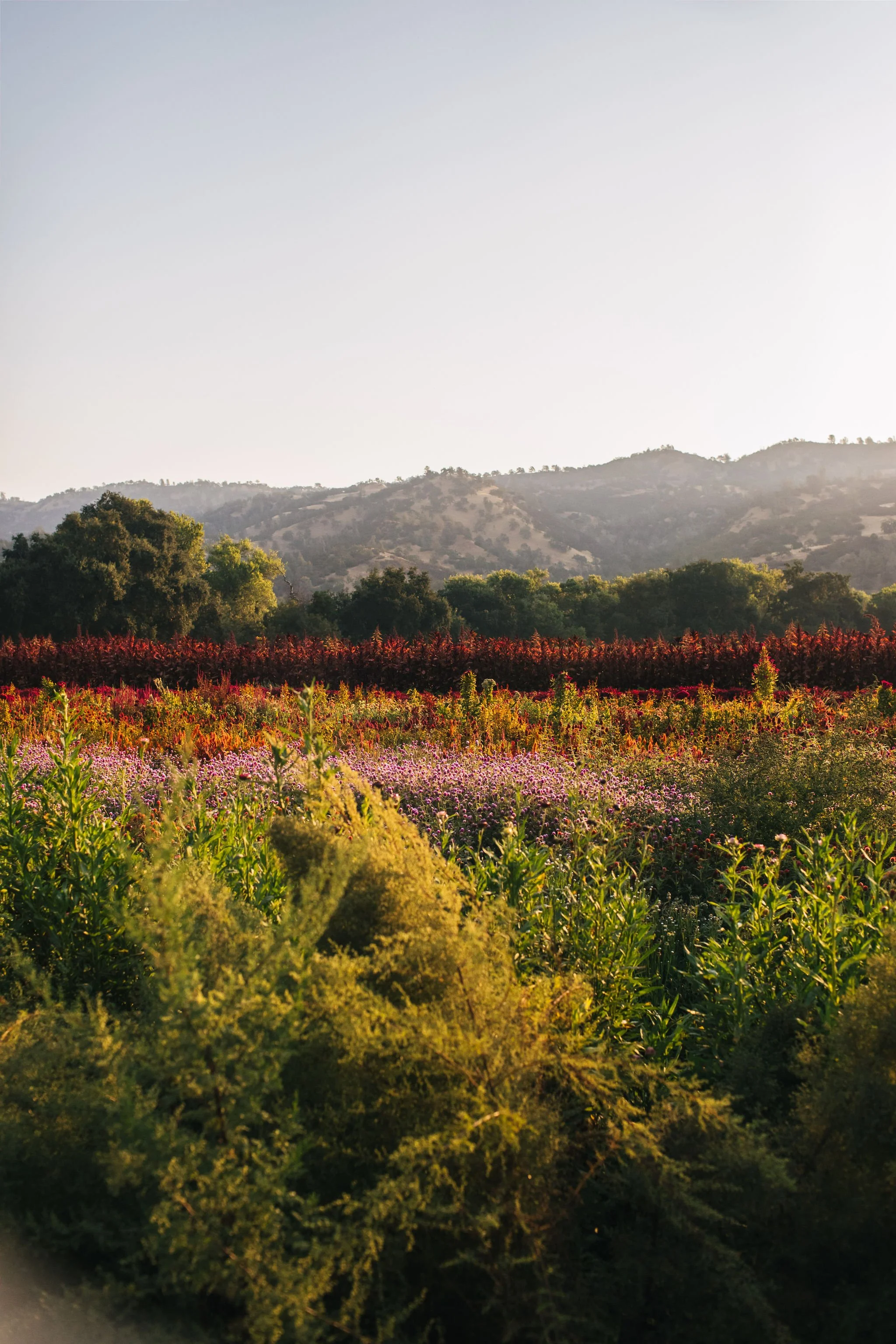 A landscape of rolling hills with various colorful wildflowers in the foreground and trees in the background.
