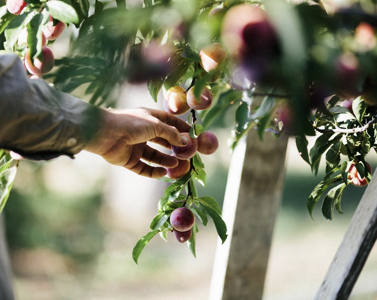 A person harvesting ripe peaches from a tree in an orchard.