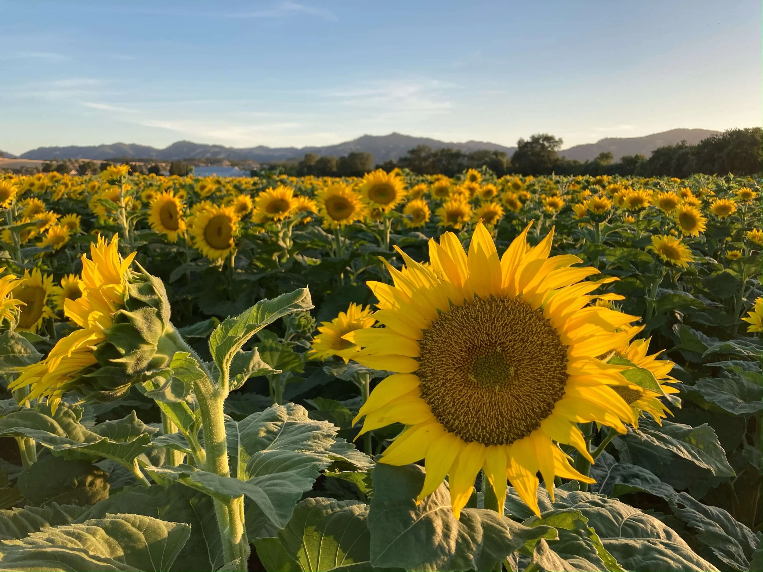 A field of blooming sunflowers under a clear sky, with mountains in the background during sunset.