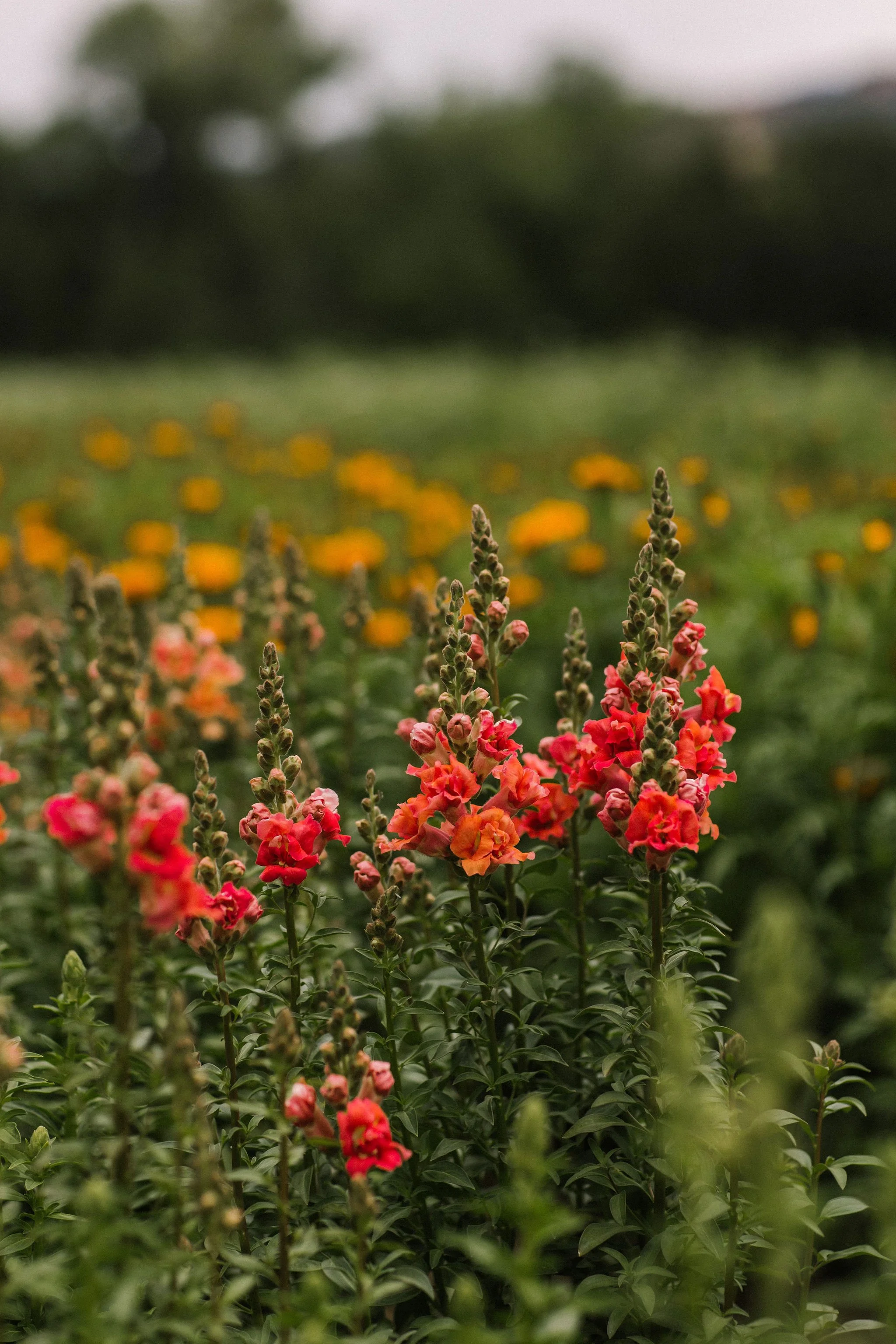 Close-up of pink and orange snapdragon flowers in a garden, with a blurred background of green foliage and yellow flowers.