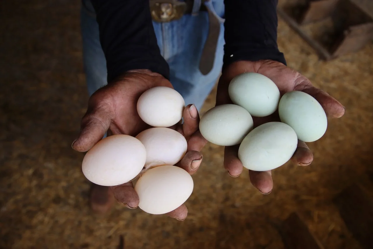 Person holding freshly laid white chicken eggs.