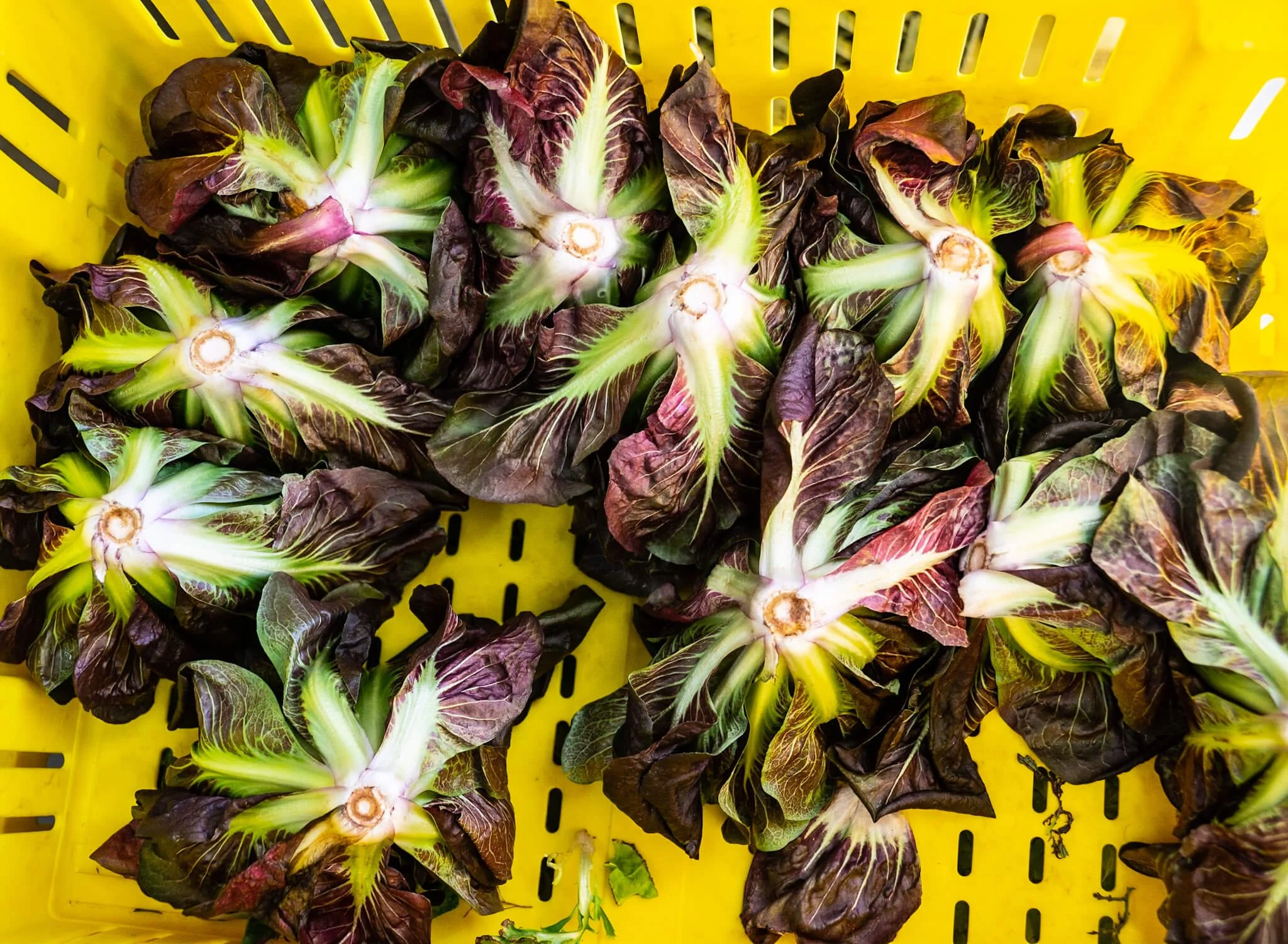 Several heads of red leaf lettuce in a yellow plastic crate