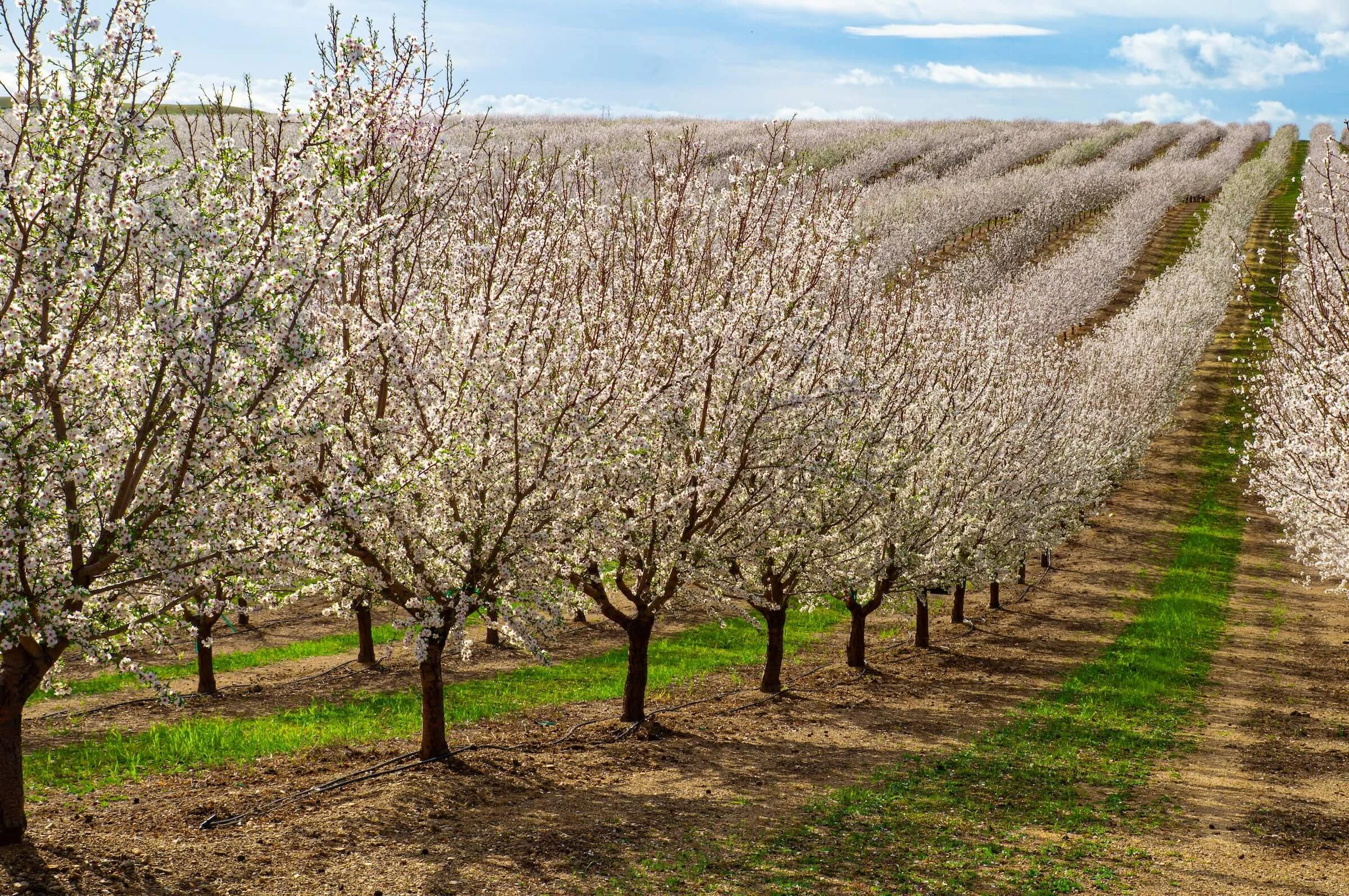 Blooming cherry blossom trees in a cultivated orchard on a sunny day.