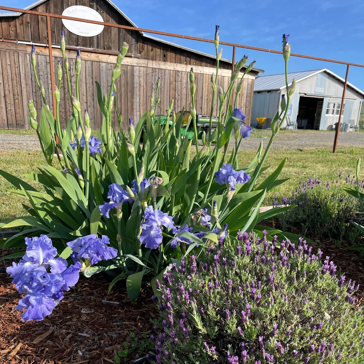 Purple irises and lavender flowers in a garden with a wooden barn and blue sky in the background.