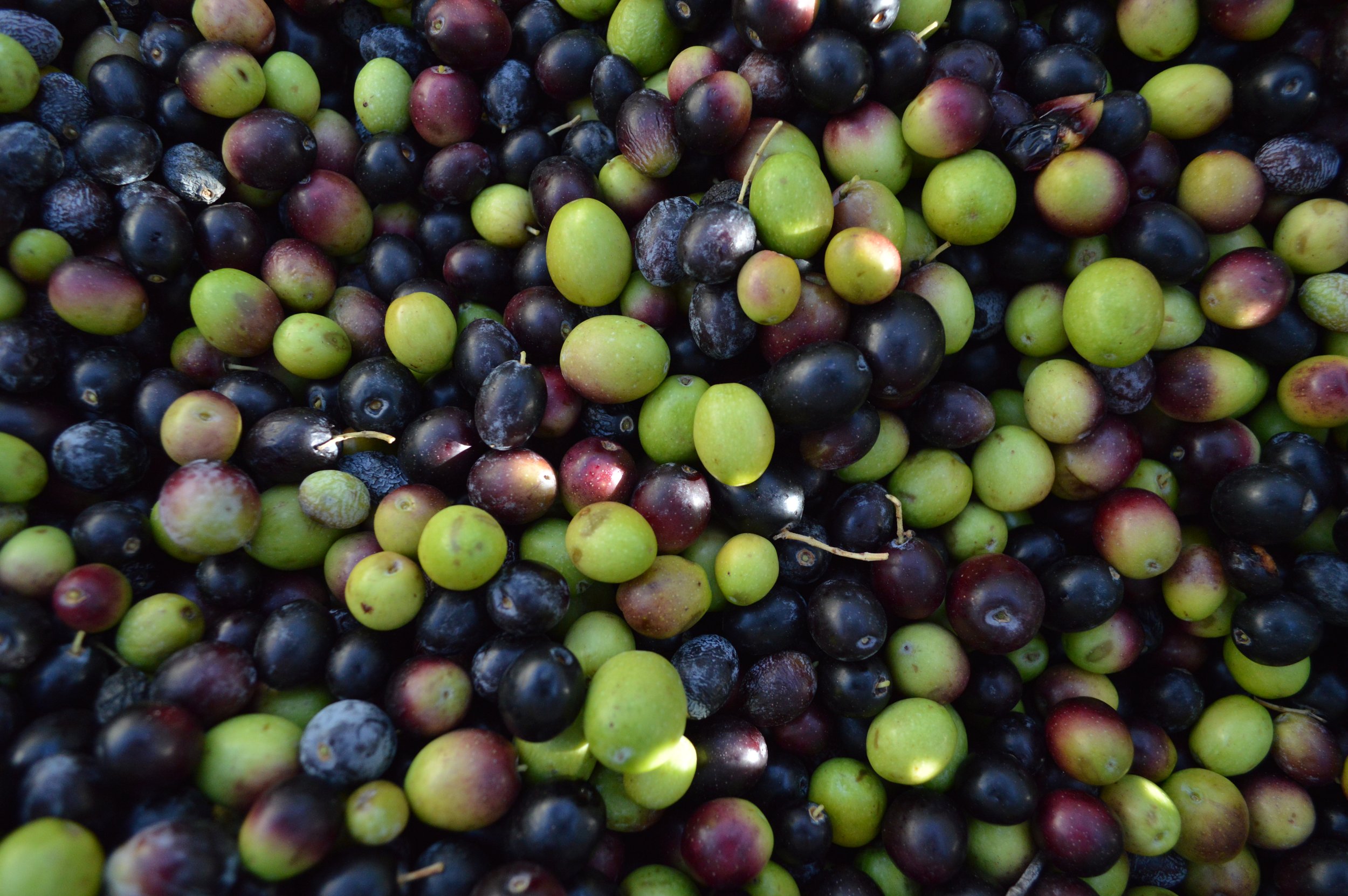 A close-up of a large collection of fresh black and green grapes.