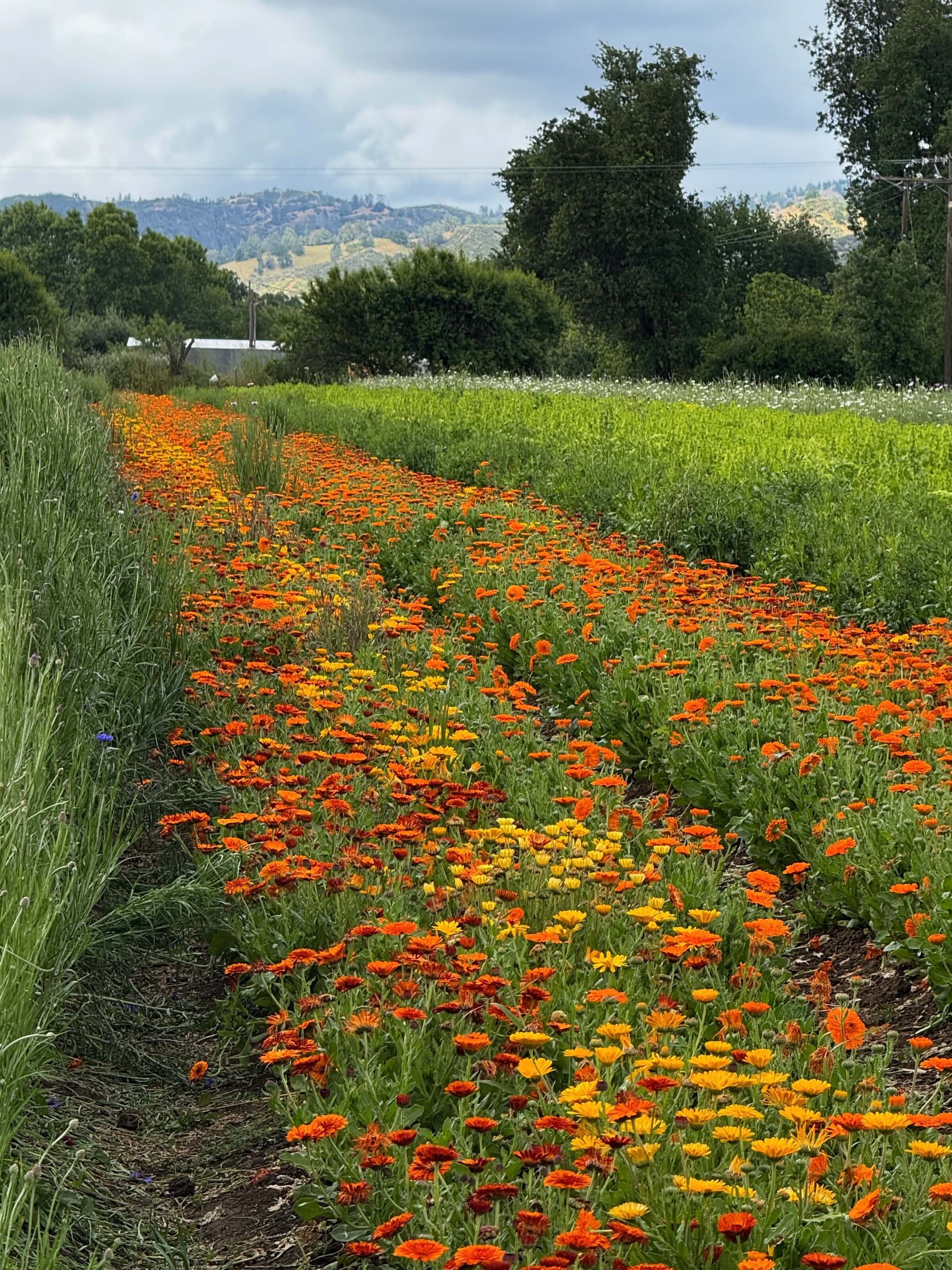 A vibrant field of orange and yellow flowers with a backdrop of green trees, hills, and cloudy sky.