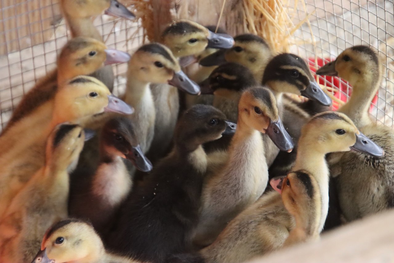 A group of ducklings inside a wire cage, with some yellow and some brown, surrounded by straw.