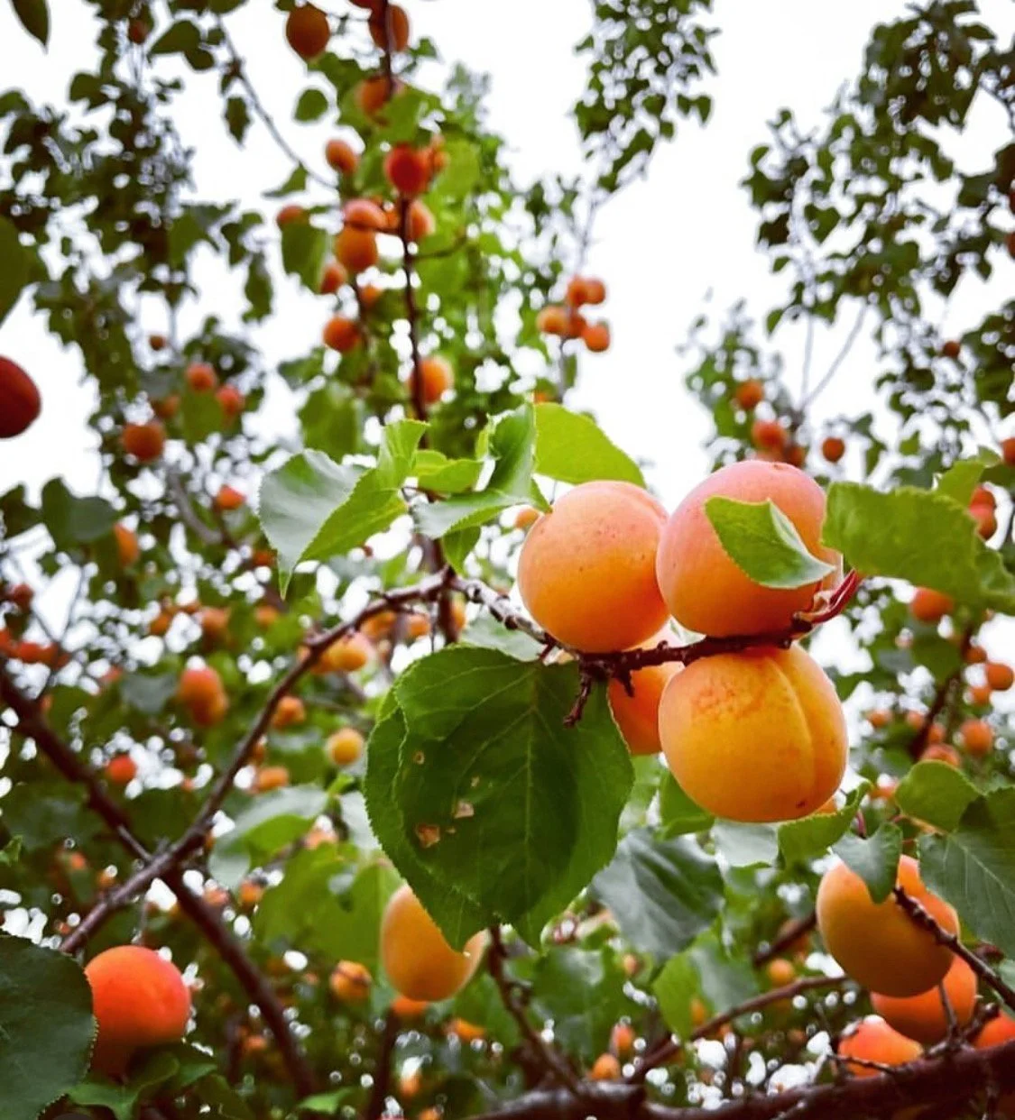 Close-up of ripe apricots on a tree branch amidst green leaves