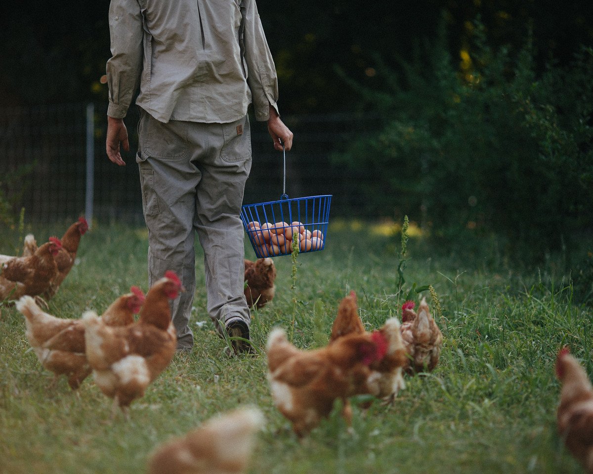 Person walking on grass holding a blue basket of eggs, surrounded by chickens, with trees in the background.