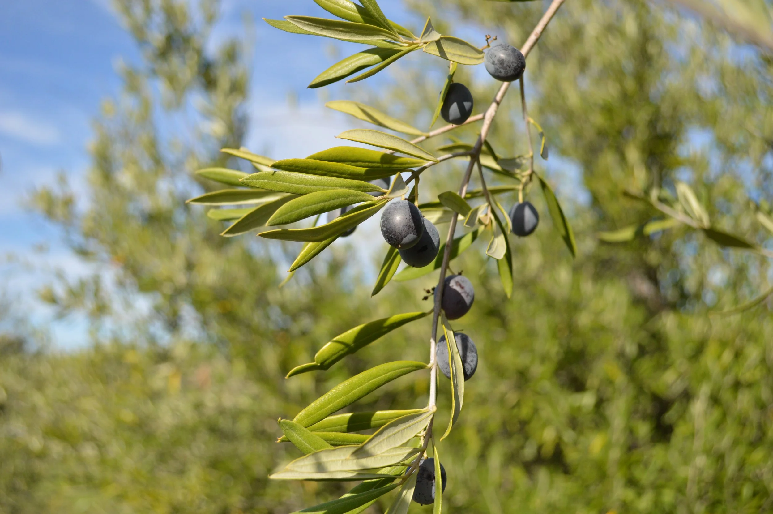 Close-up of an olive tree branch with green leaves and ripening black olives against a blurred background of sky and foliage.