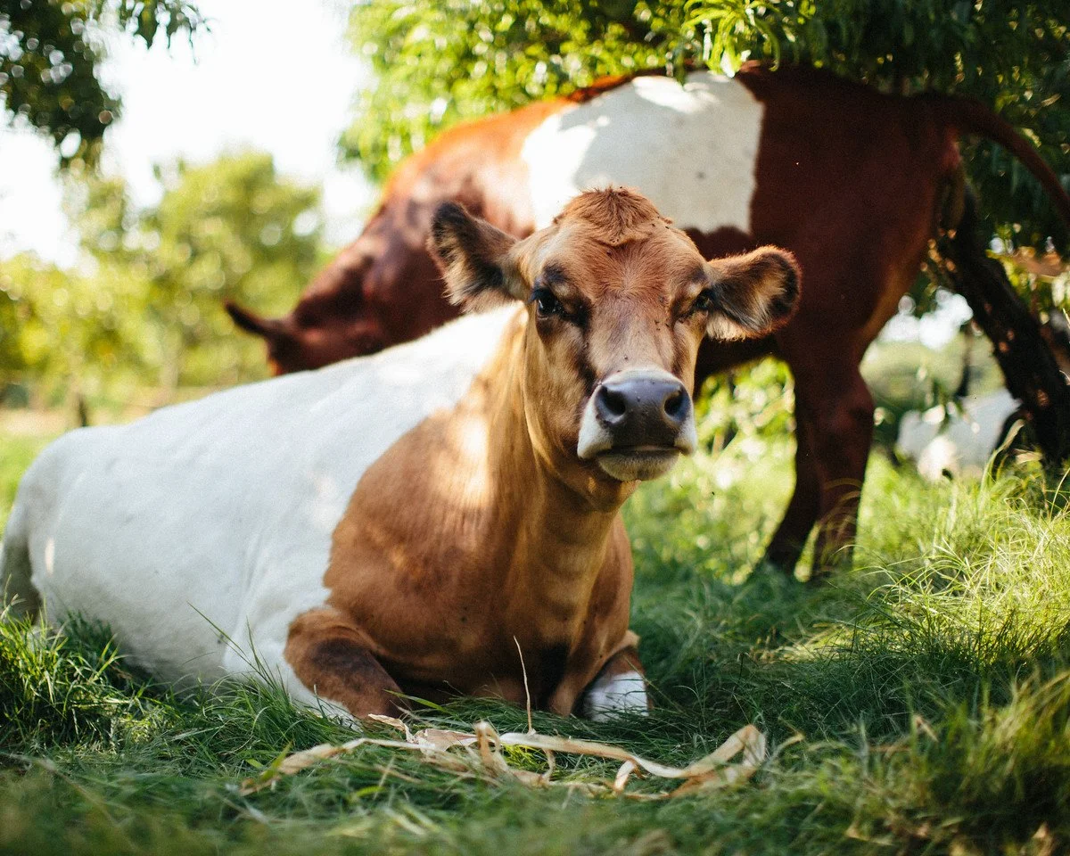 A brown and white cow lying on green grass with its head up, in a pasture with trees in the background.