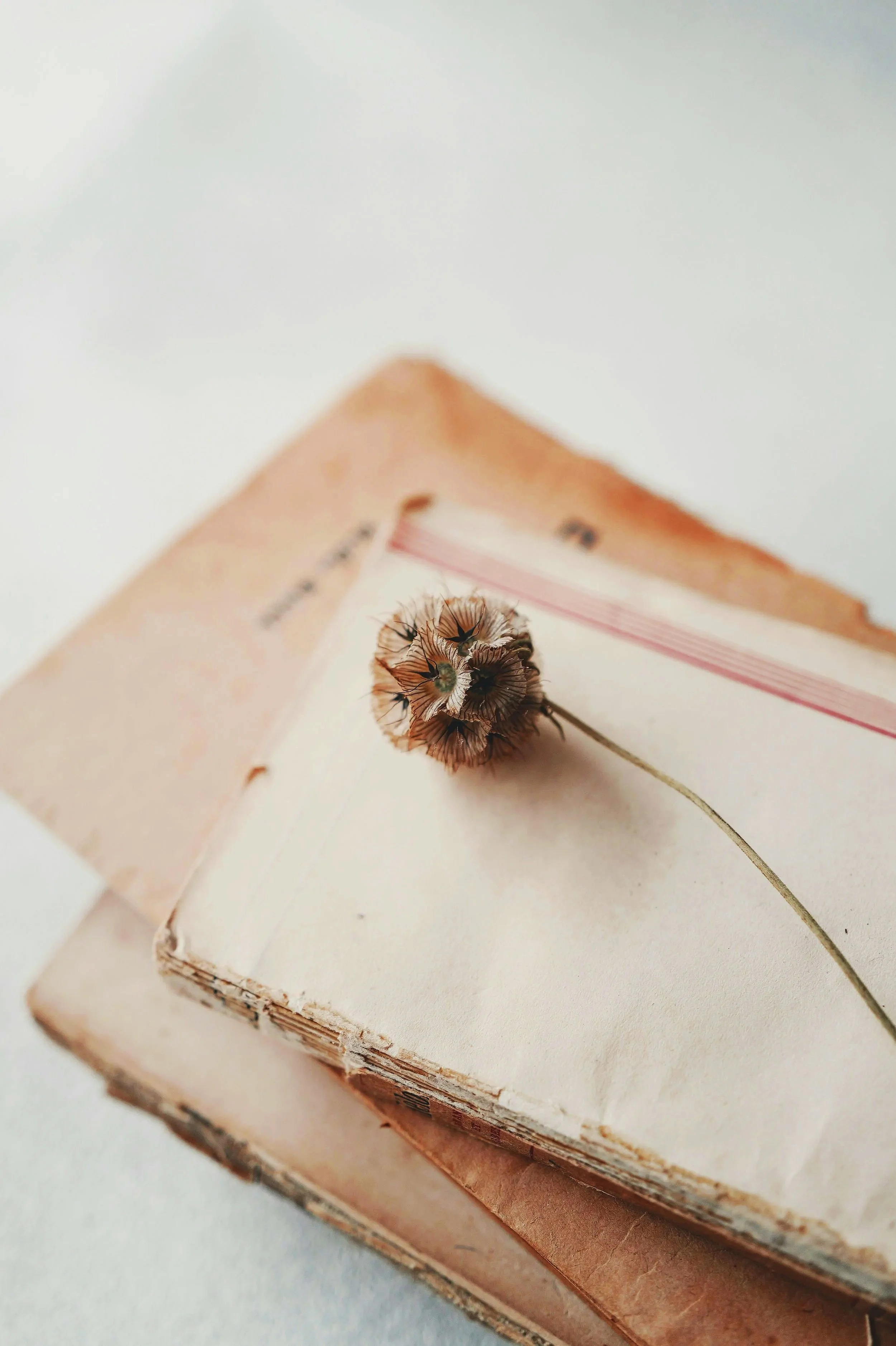 A dried flower resting on open, aged books with yellowed pages.