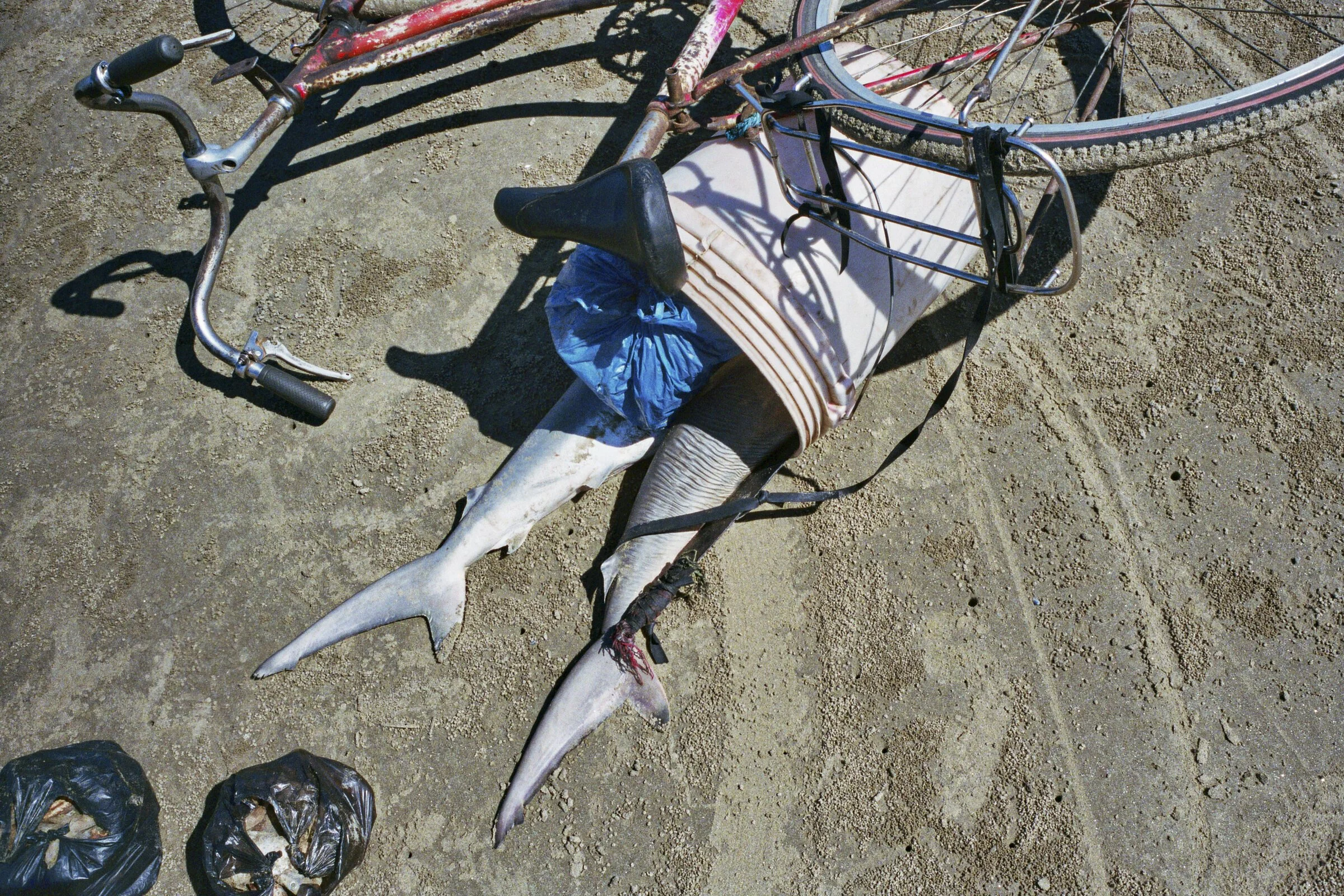 Shark Finning | Zalala