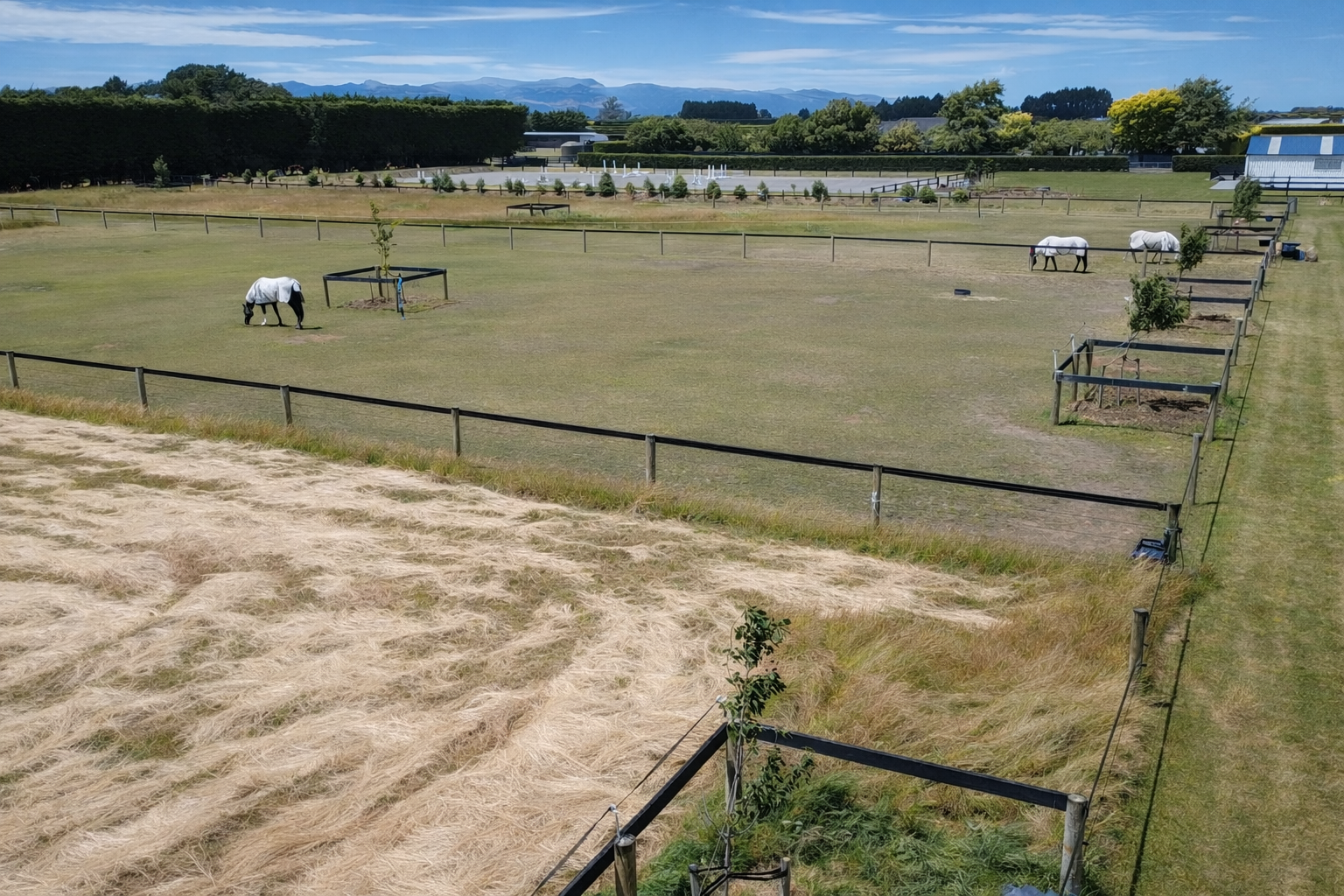 A fenced outdoor area with three white horses, some with black markings, grazing on grass. Several small trees are planted around the enclosure. In the background, there are buildings, trees, and mountains under a partly cloudy sky.