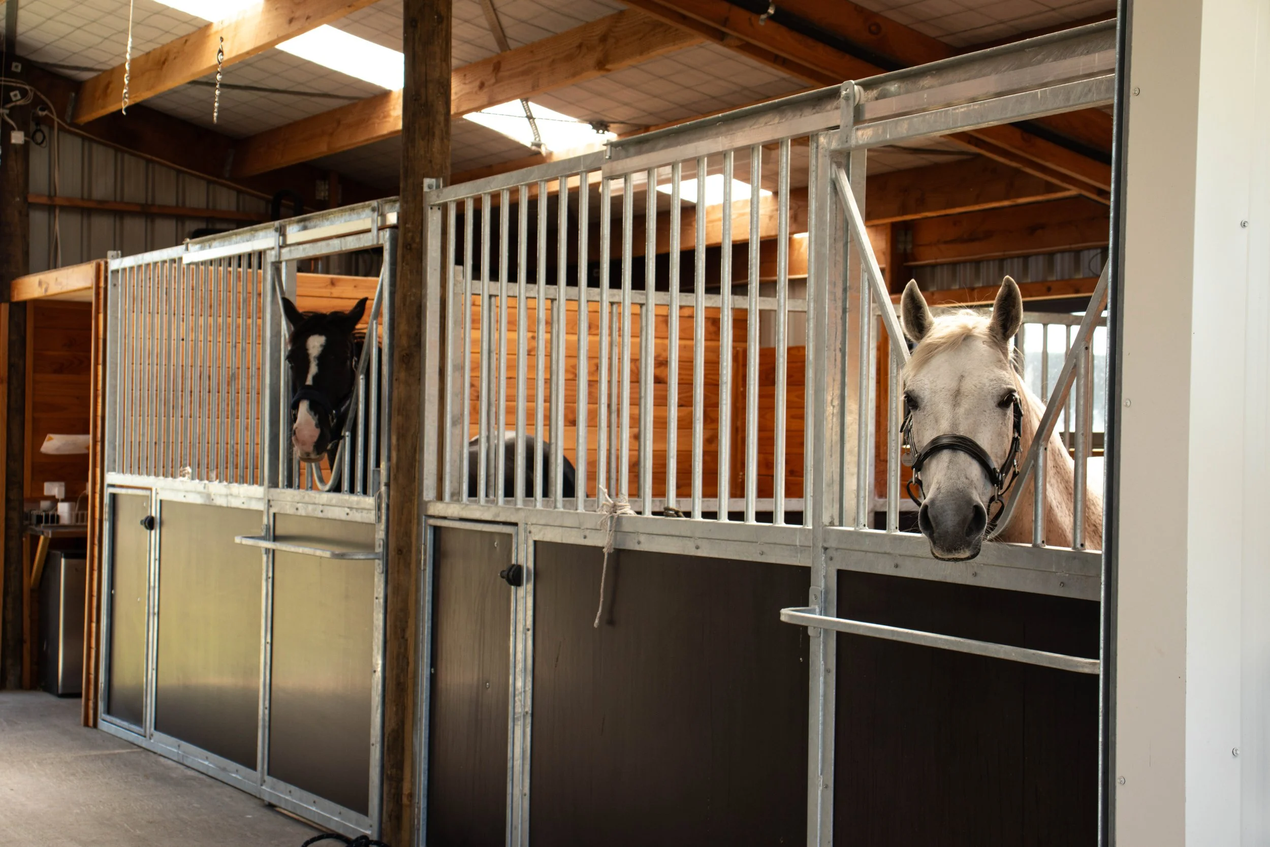 Two horses in stalls inside a barn, one black and white and one white, both wearing bridles.