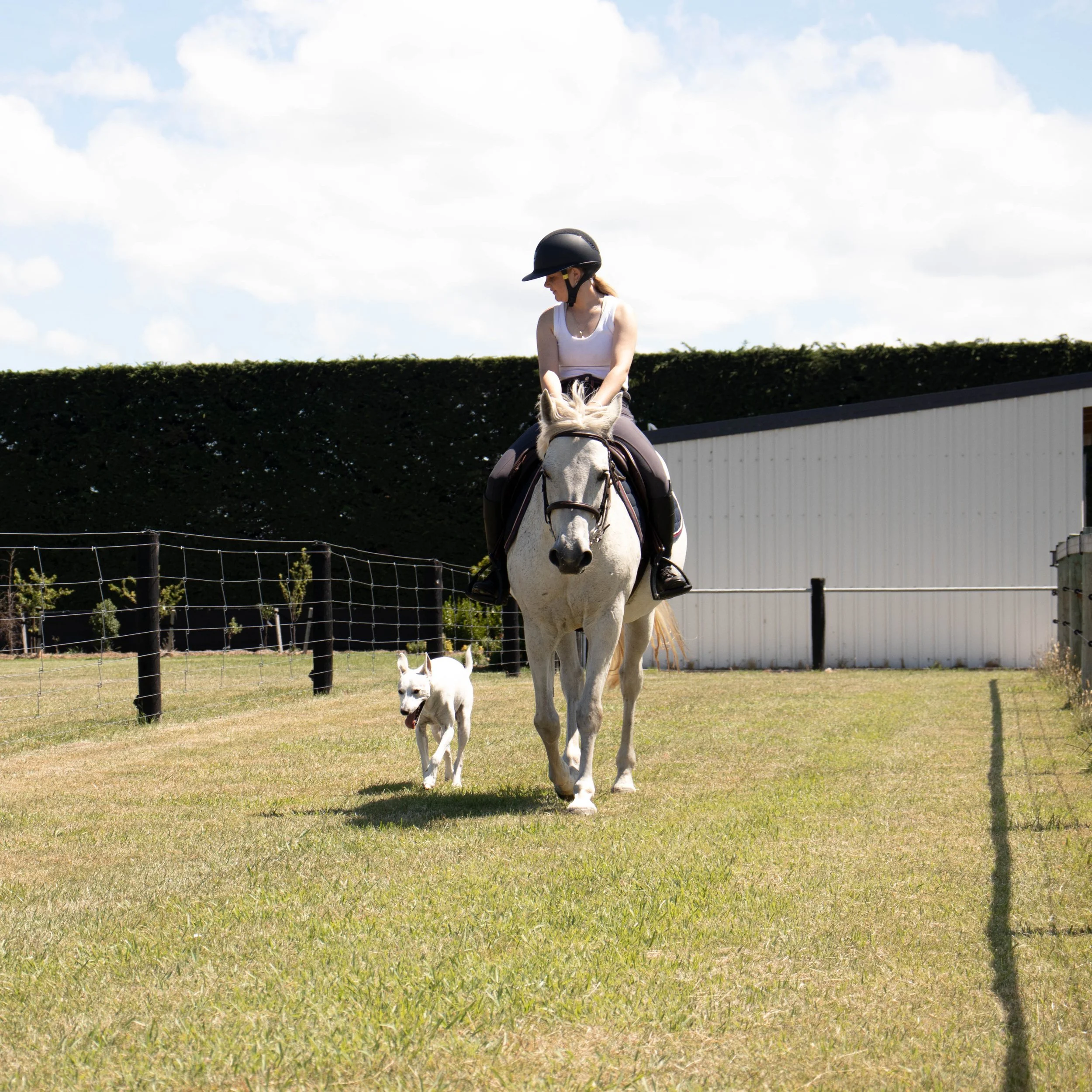 A woman riding a white horse and a dog walking nearby in an outdoor field with a white building and a hedge in the background.