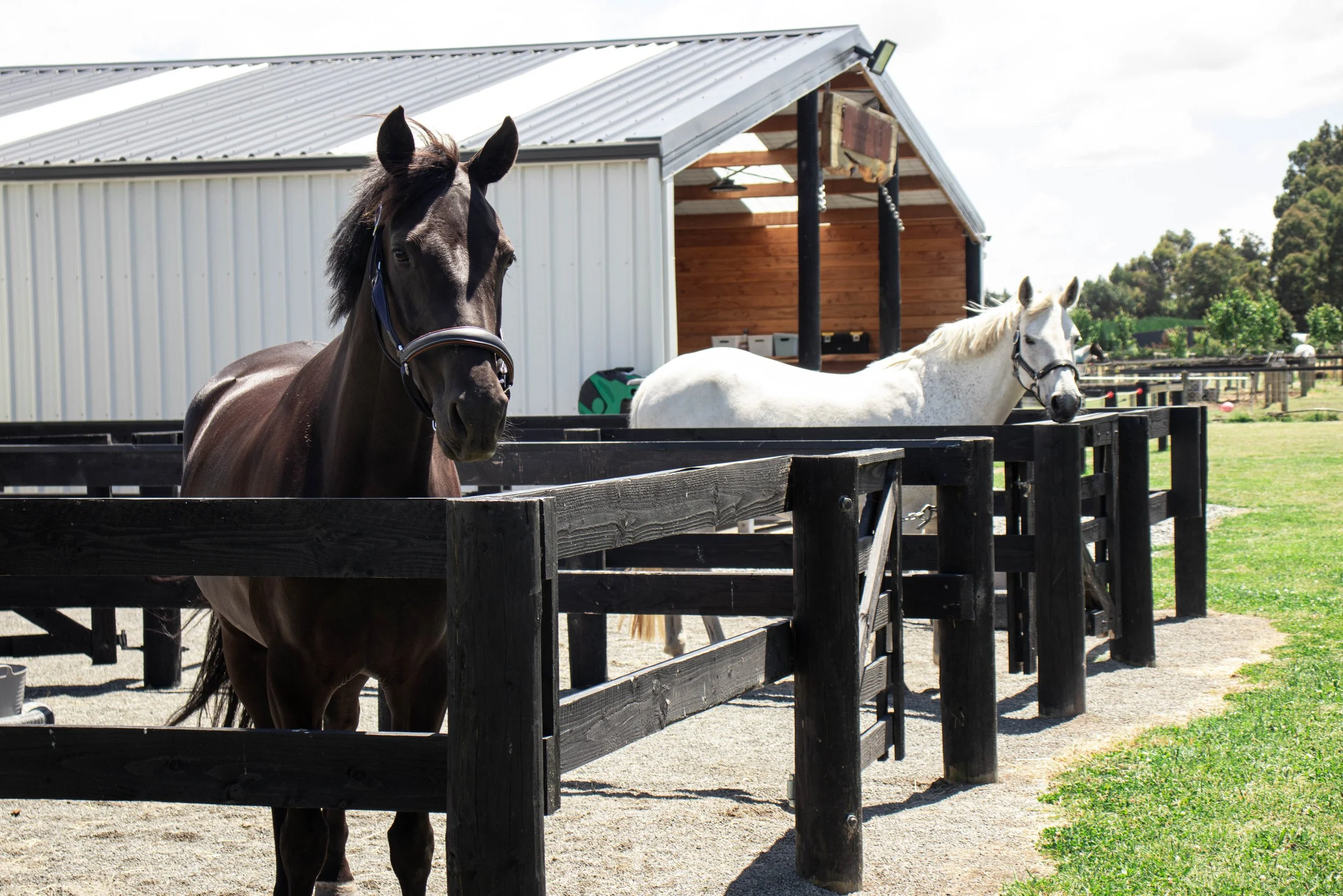 Two horses in a paddock with a barn and trees in the background, one dark brown and one white, both wearing halters.