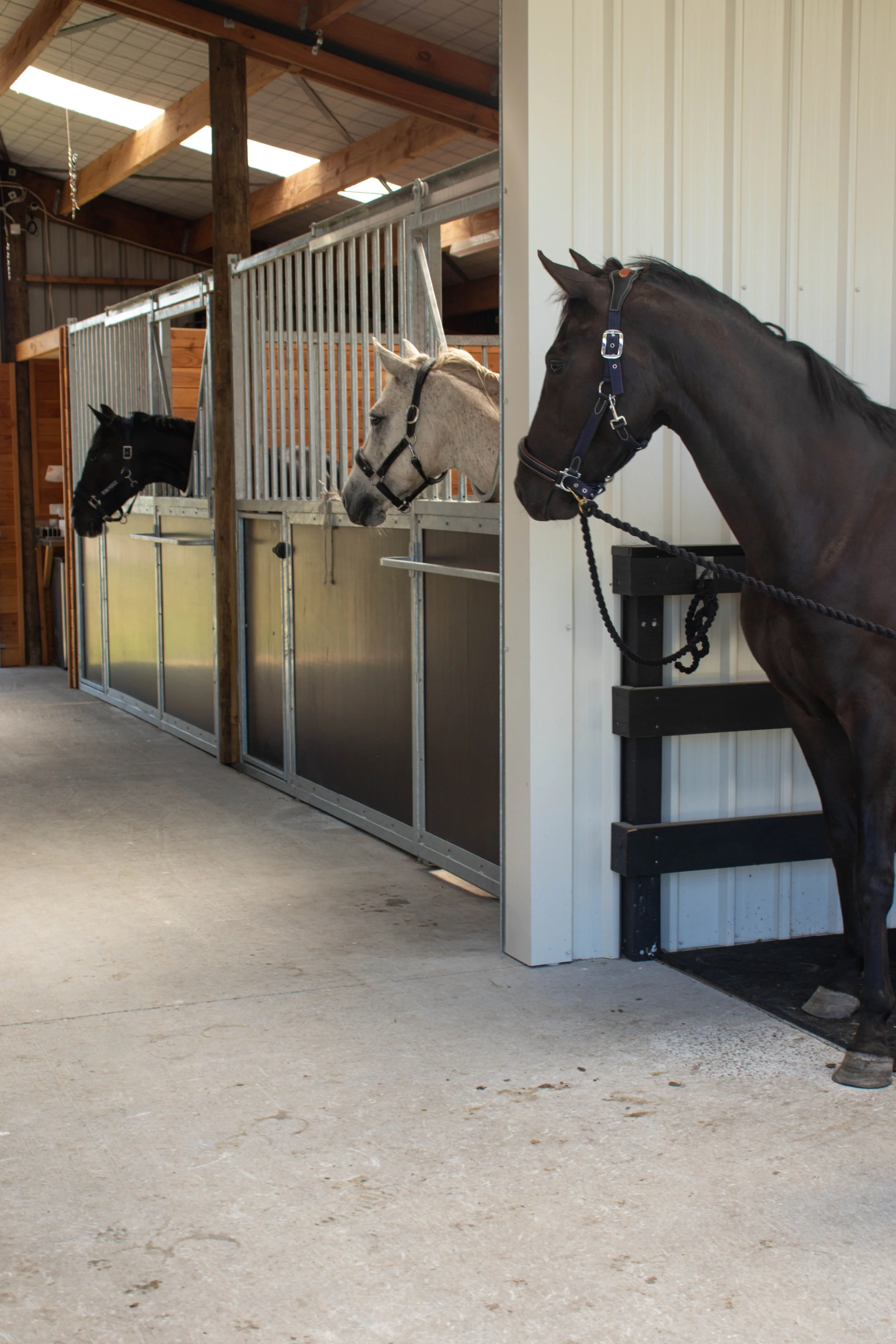 Three horses standing in individual stalls inside a barn. One horse is black, another is white with spots, and the third is dark brown or black.