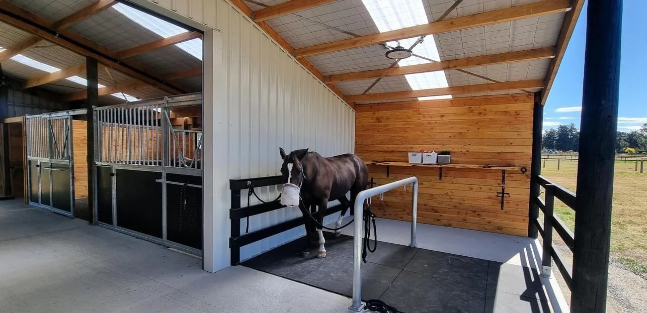 A horse standing in a stable with a white halter, inside a covered outdoor area with wooden walls and a black rubber mat floor.