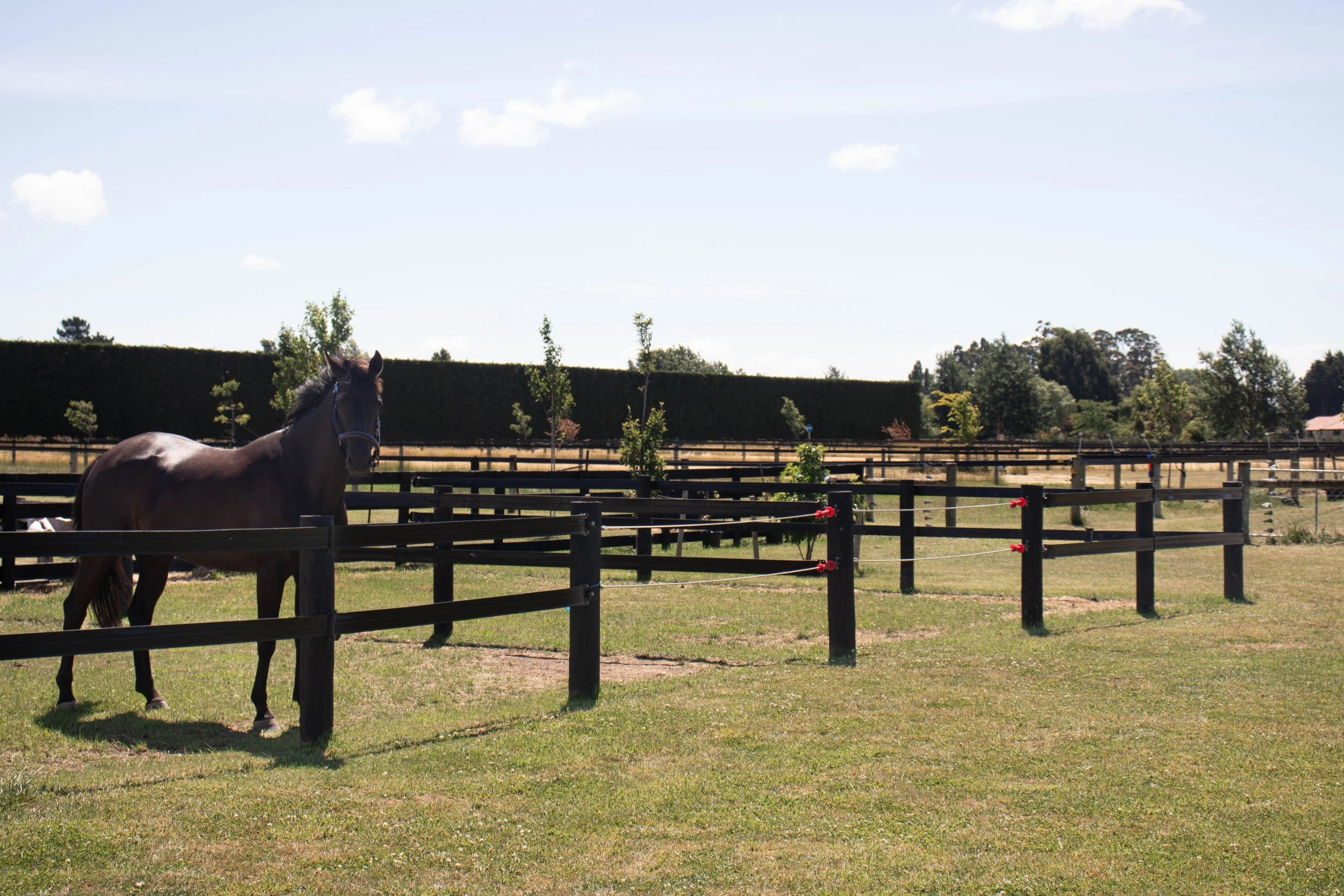 A brown horse stands inside a black fenced enclosure on a farm with green grass, trees, and a hedge under a partly cloudy sky.