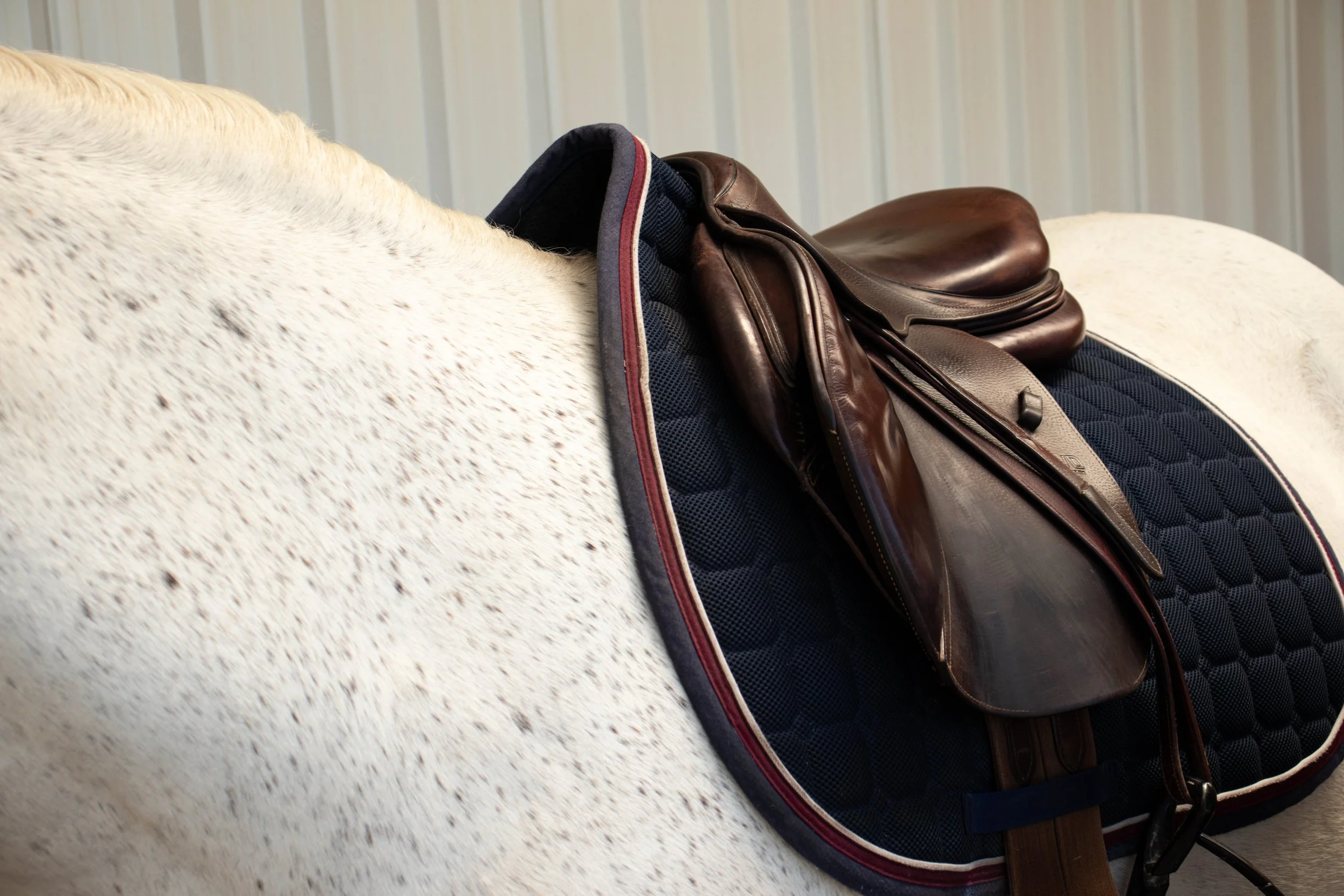 Close-up of a white horse's back with a leather riding saddle and saddle pad resting on its back.