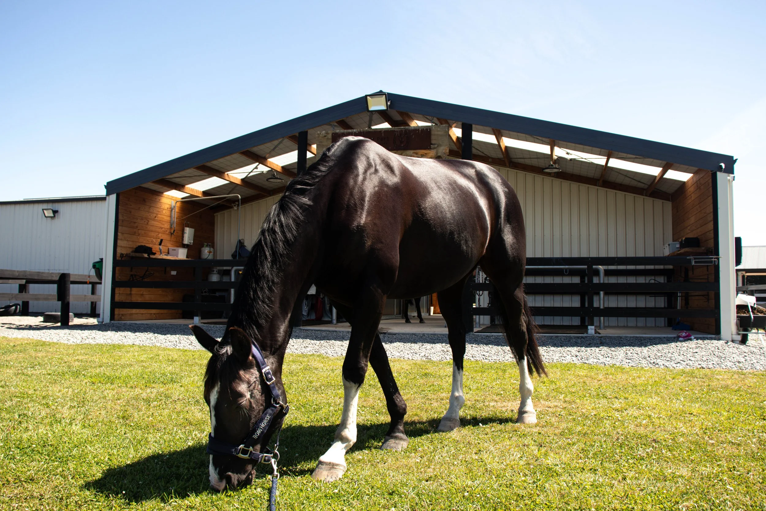 A black horse with white socks grazing on grass in front of a barn or stable.