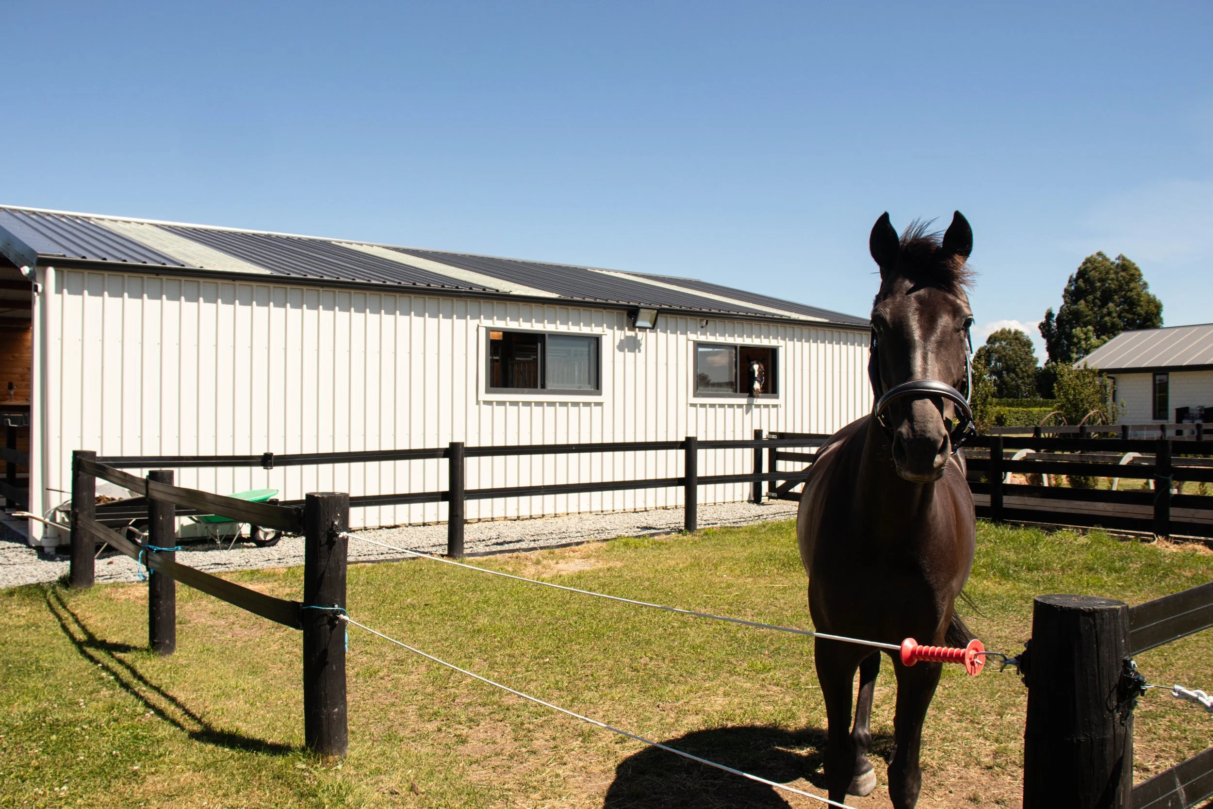 A black horse with a bridle standing in a fenced grassy yard next to a white building under a clear blue sky.