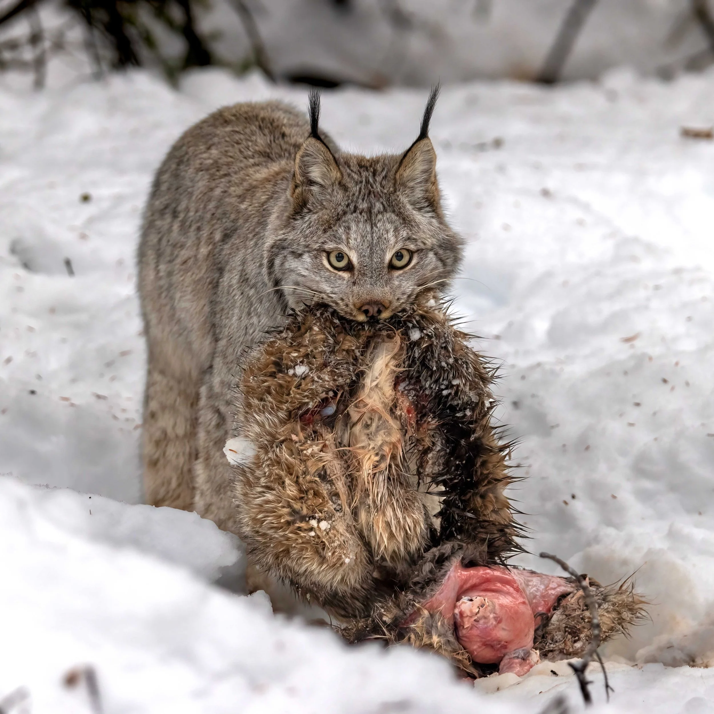 Lynx with Lynx Carcass.jpeg
