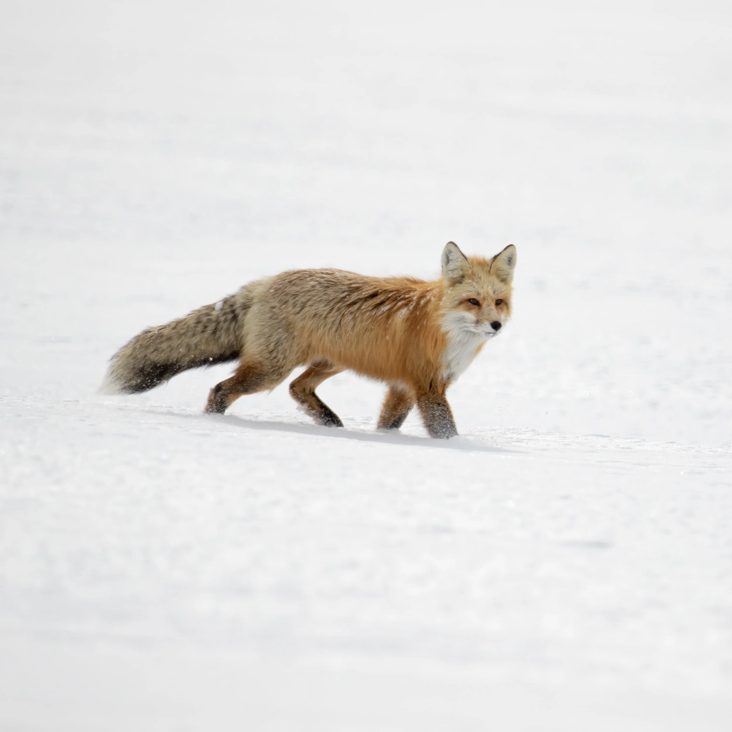 Fox Gliding in Snow.jpg
